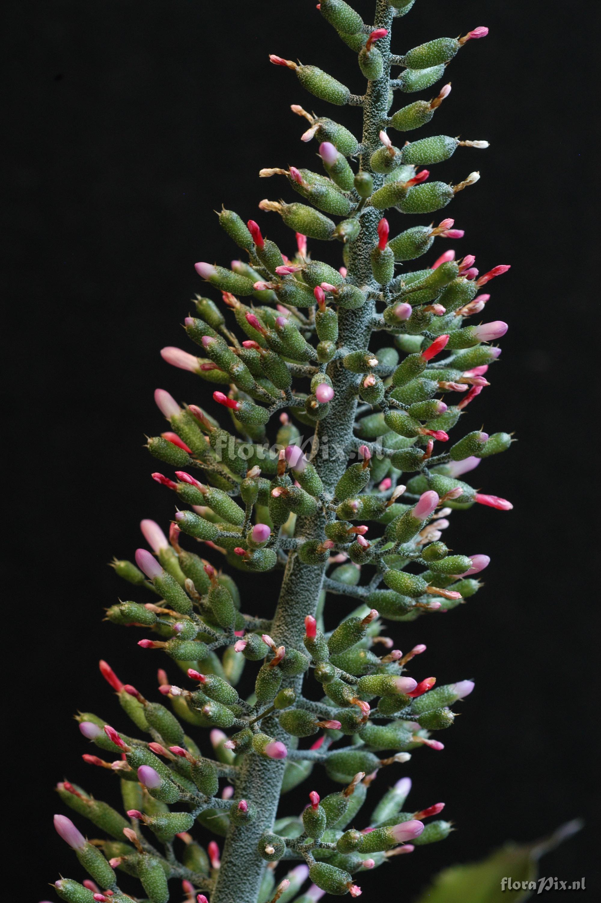 Aechmea lueddemanniana