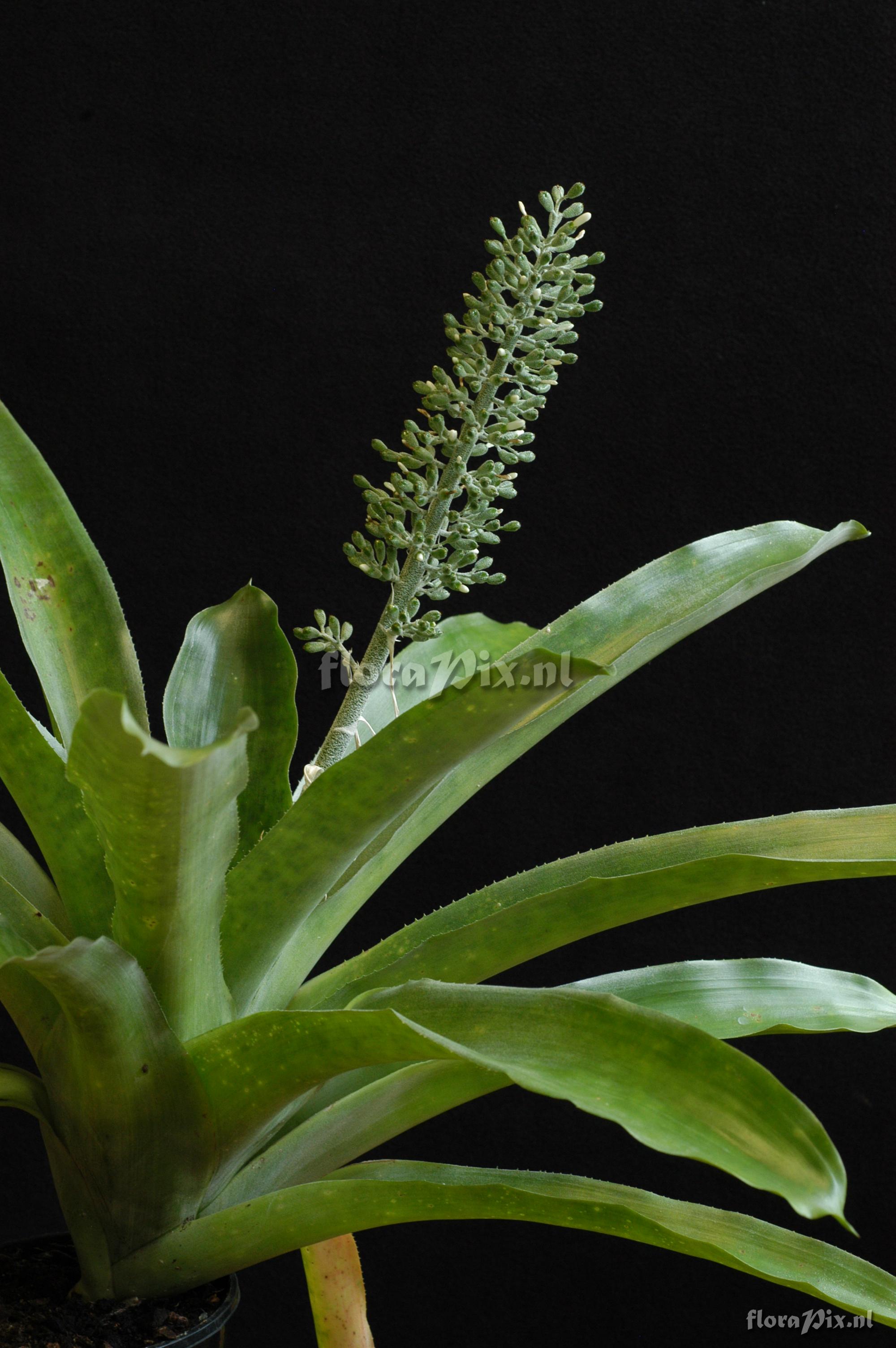 Aechmea lueddemanniana