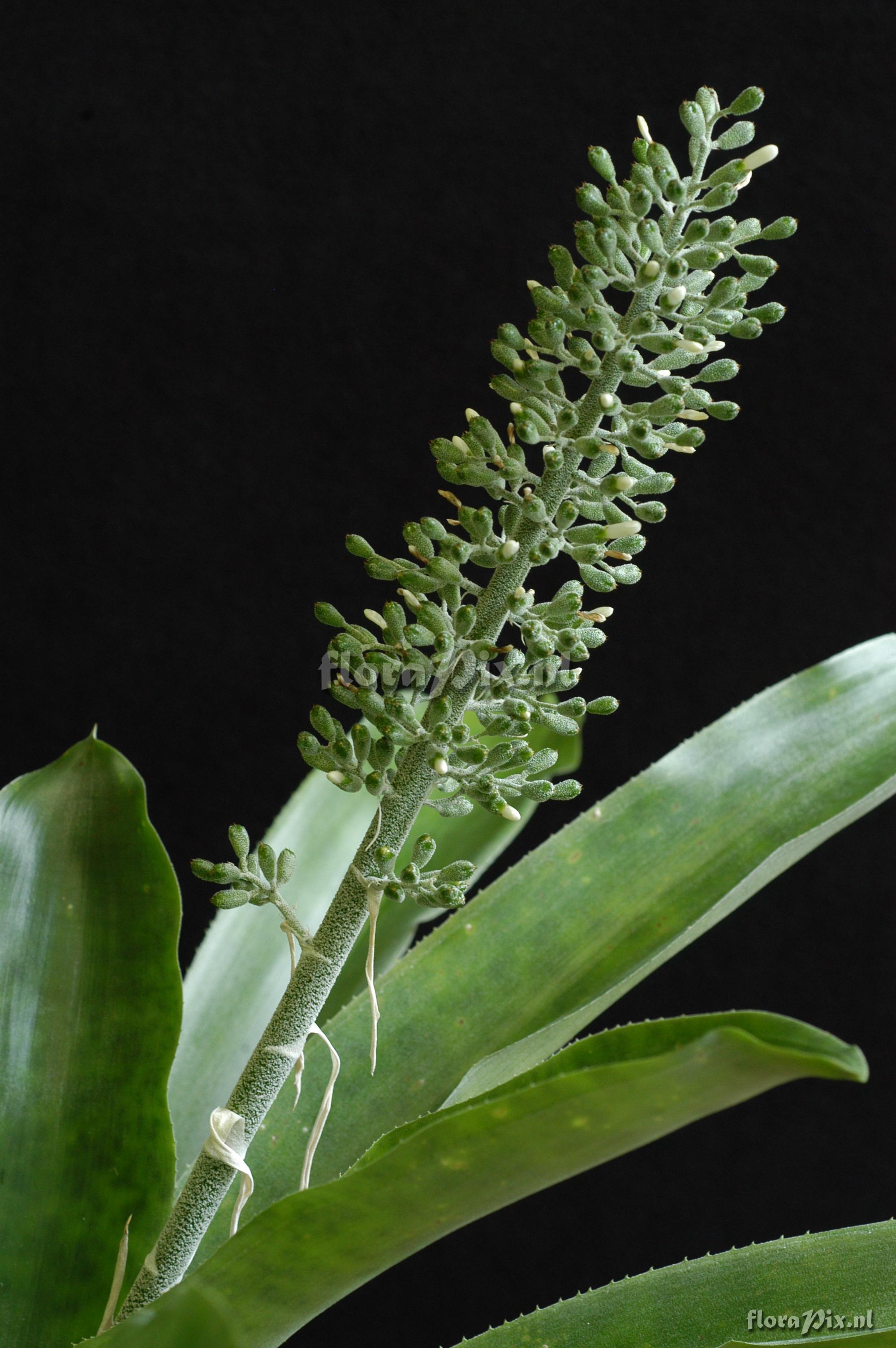 Aechmea lueddemanniana