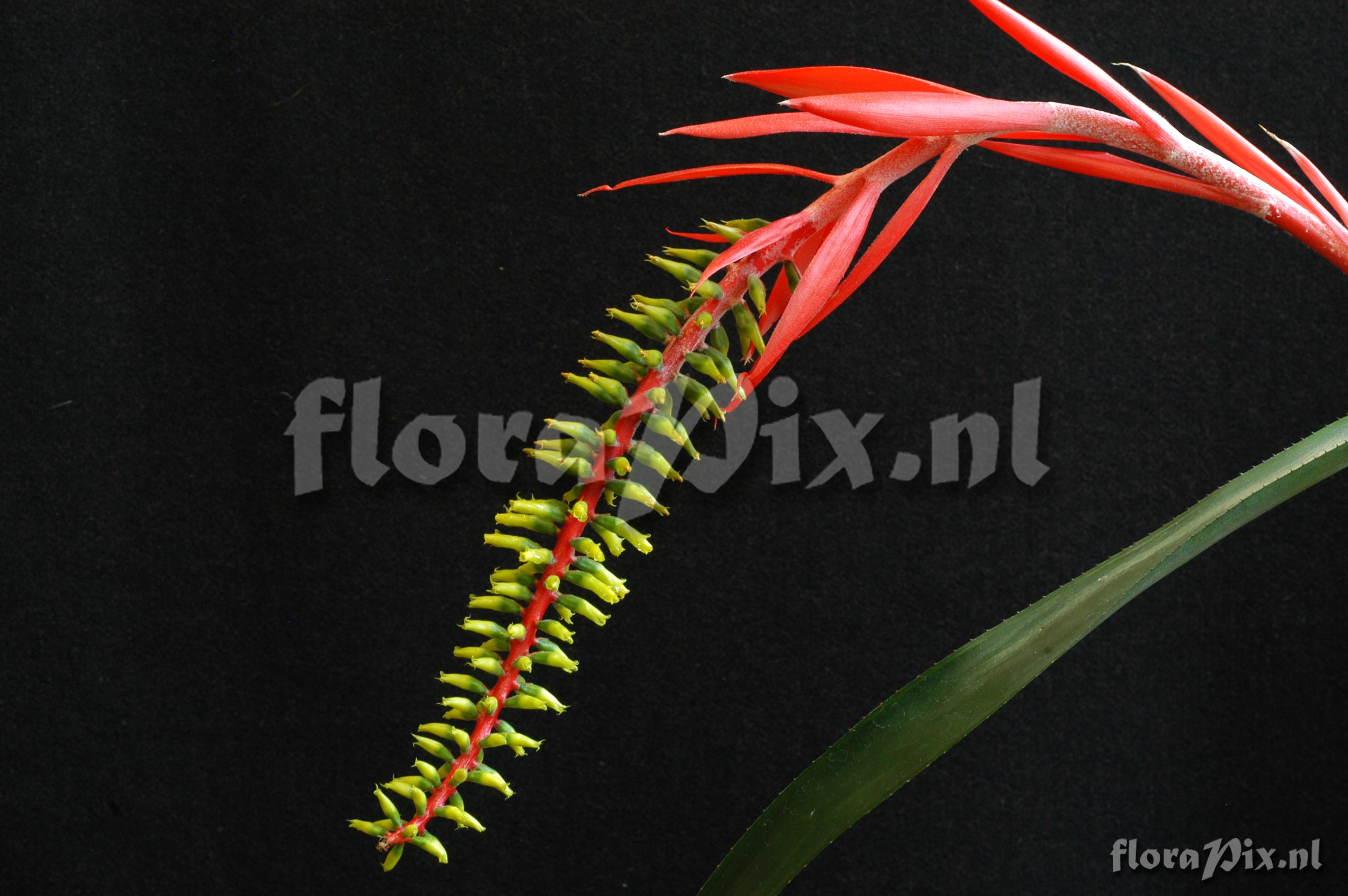 Aechmea nudicaulis var. cuspidata