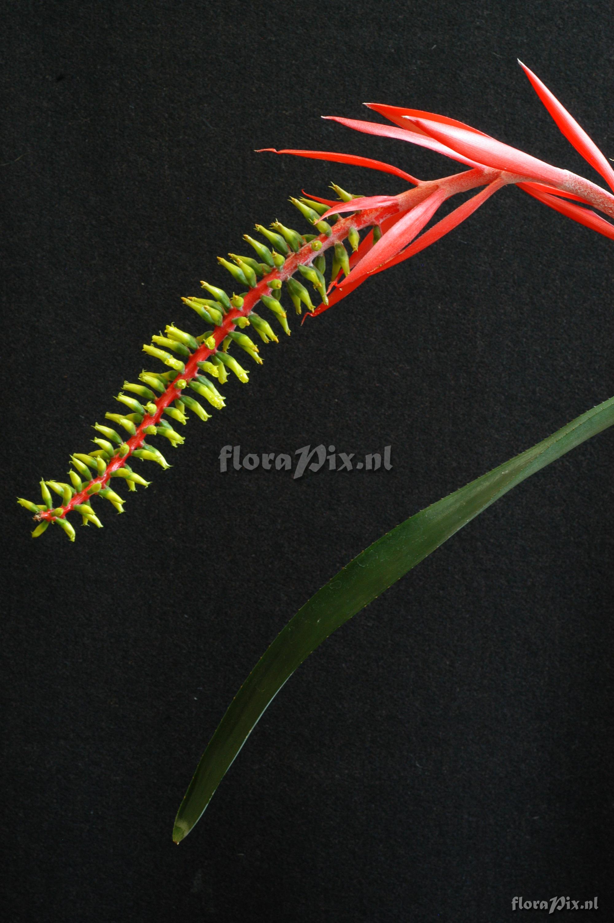 Aechmea nudicaulis var. cuspidata