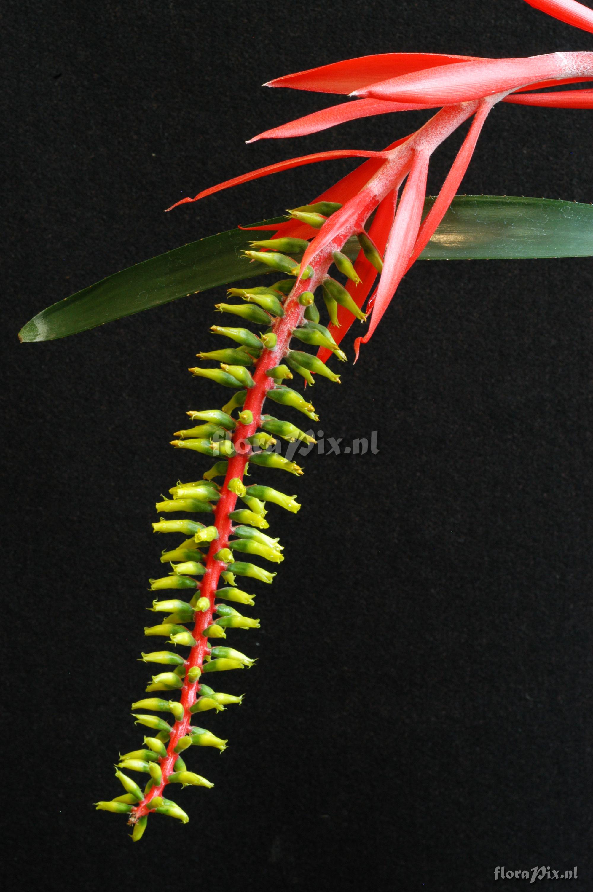 Aechmea nudicaulis var. cuspidata