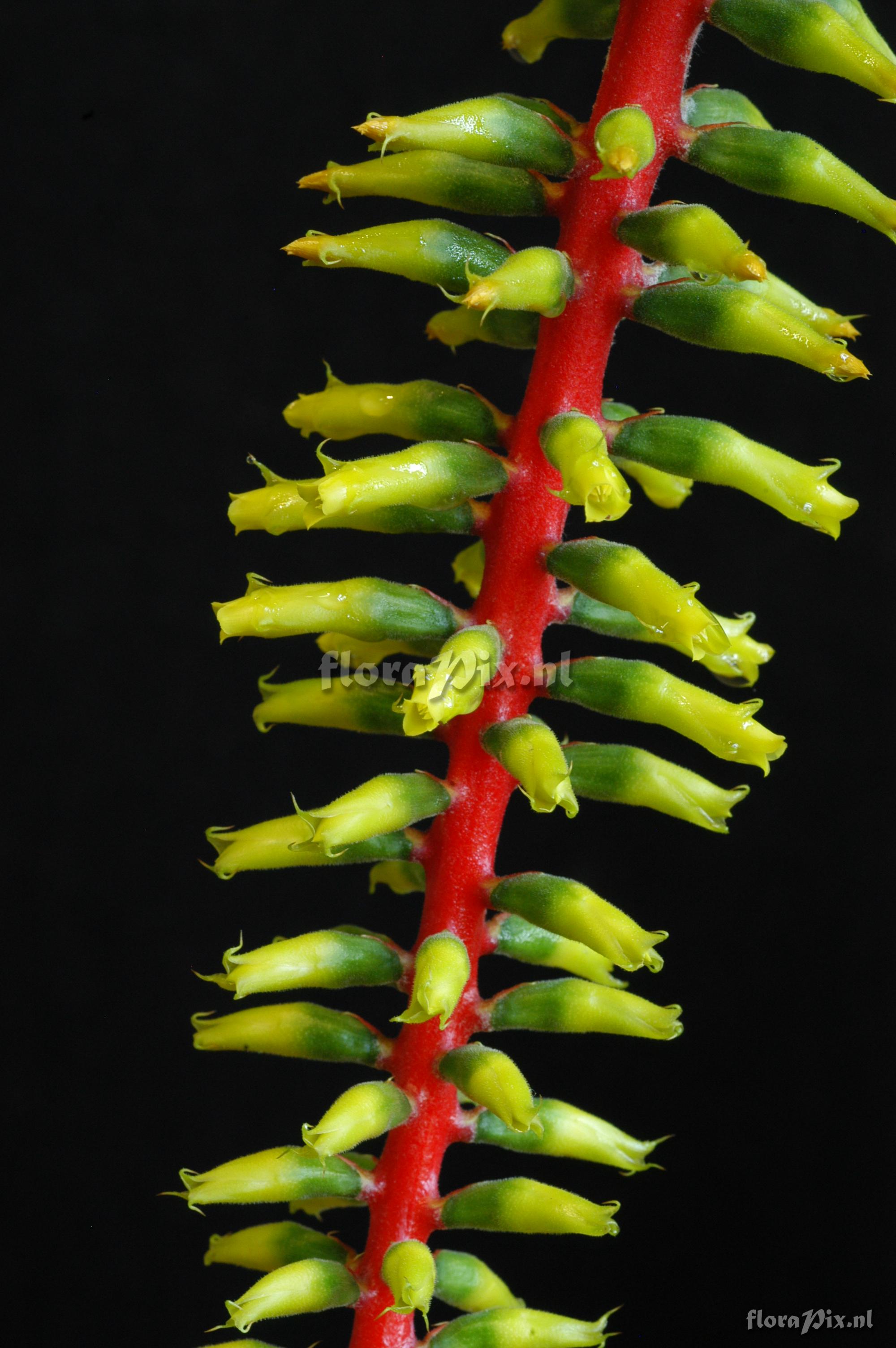 Aechmea nudicaulis var. cuspidata