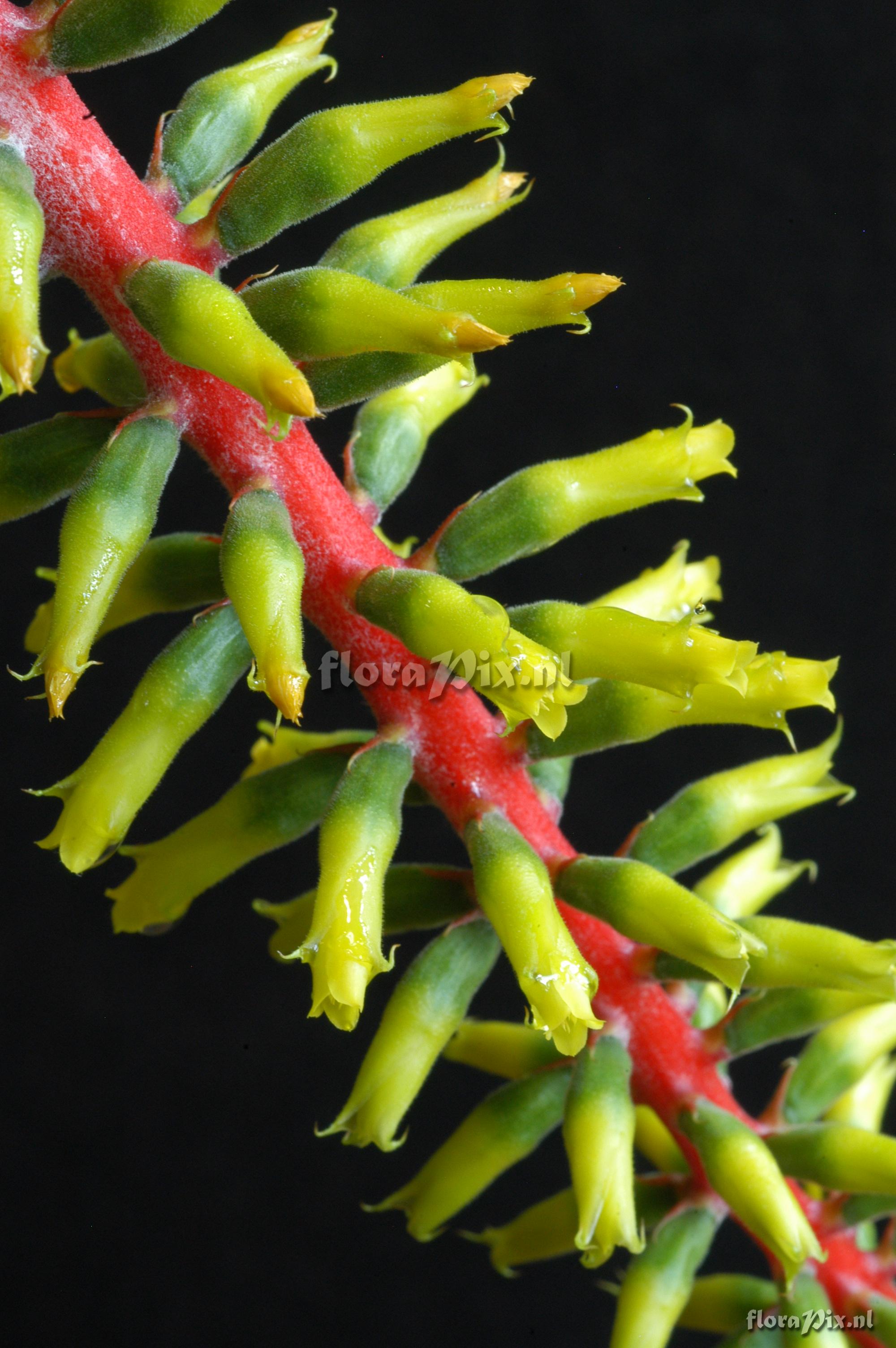 Aechmea nudicaulis var. cuspidata