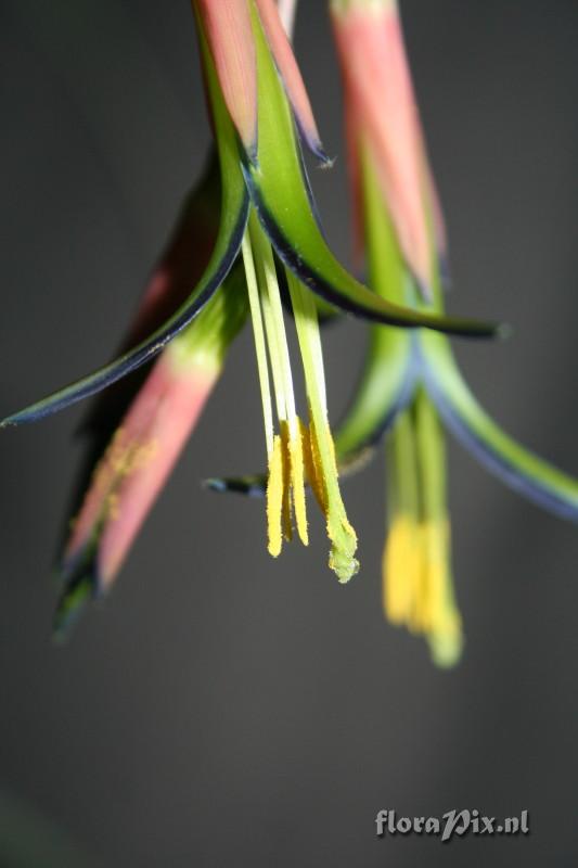 Billbergia nutans var. Minor