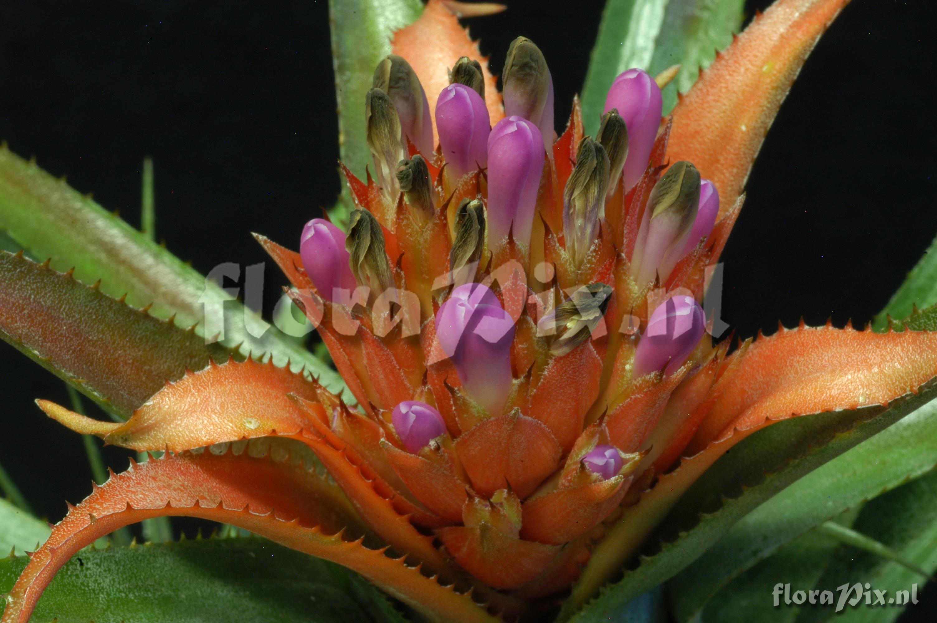 Aechmea recurvata var. ortgiesii