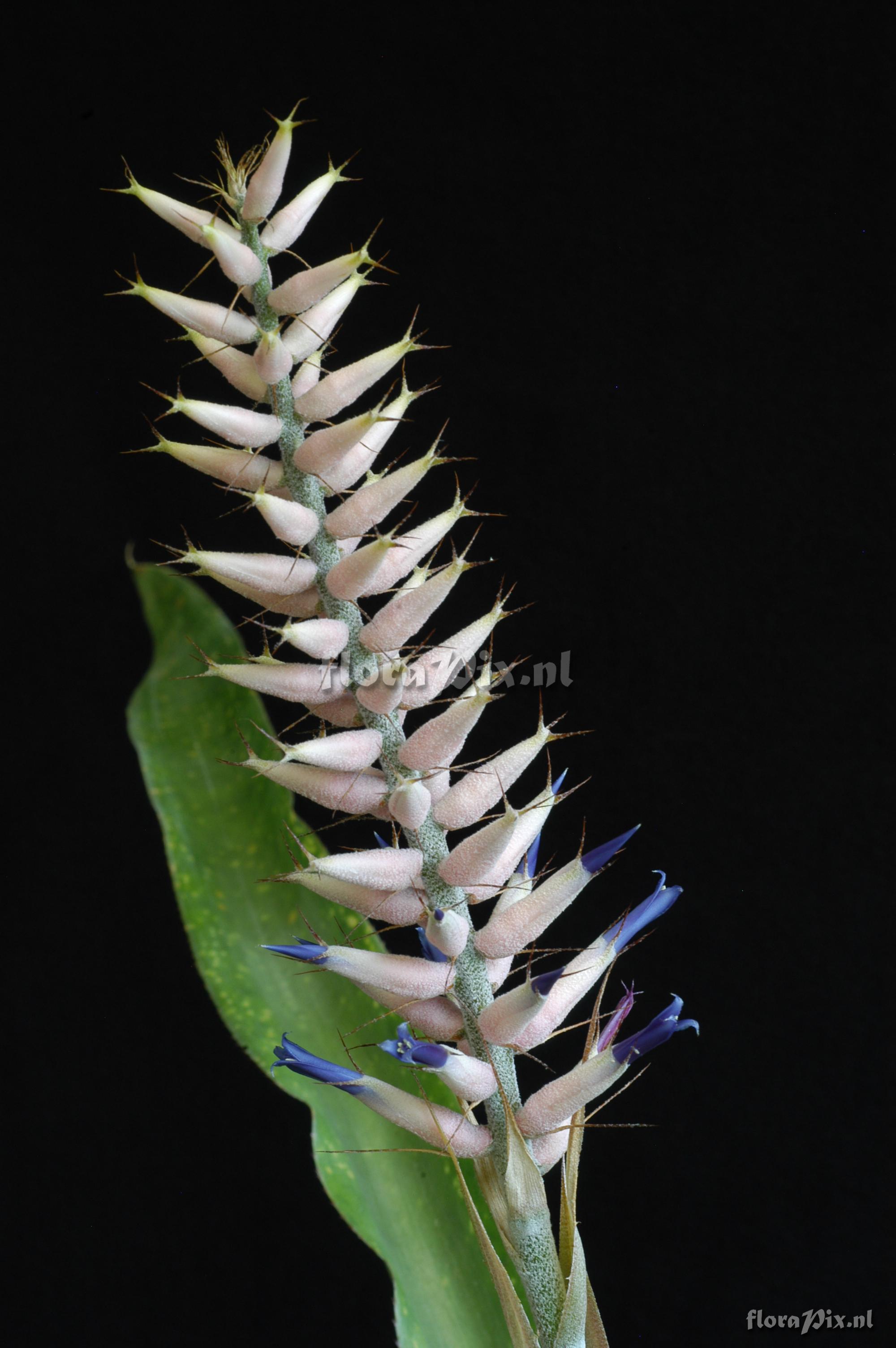 Aechmea weberbaueri