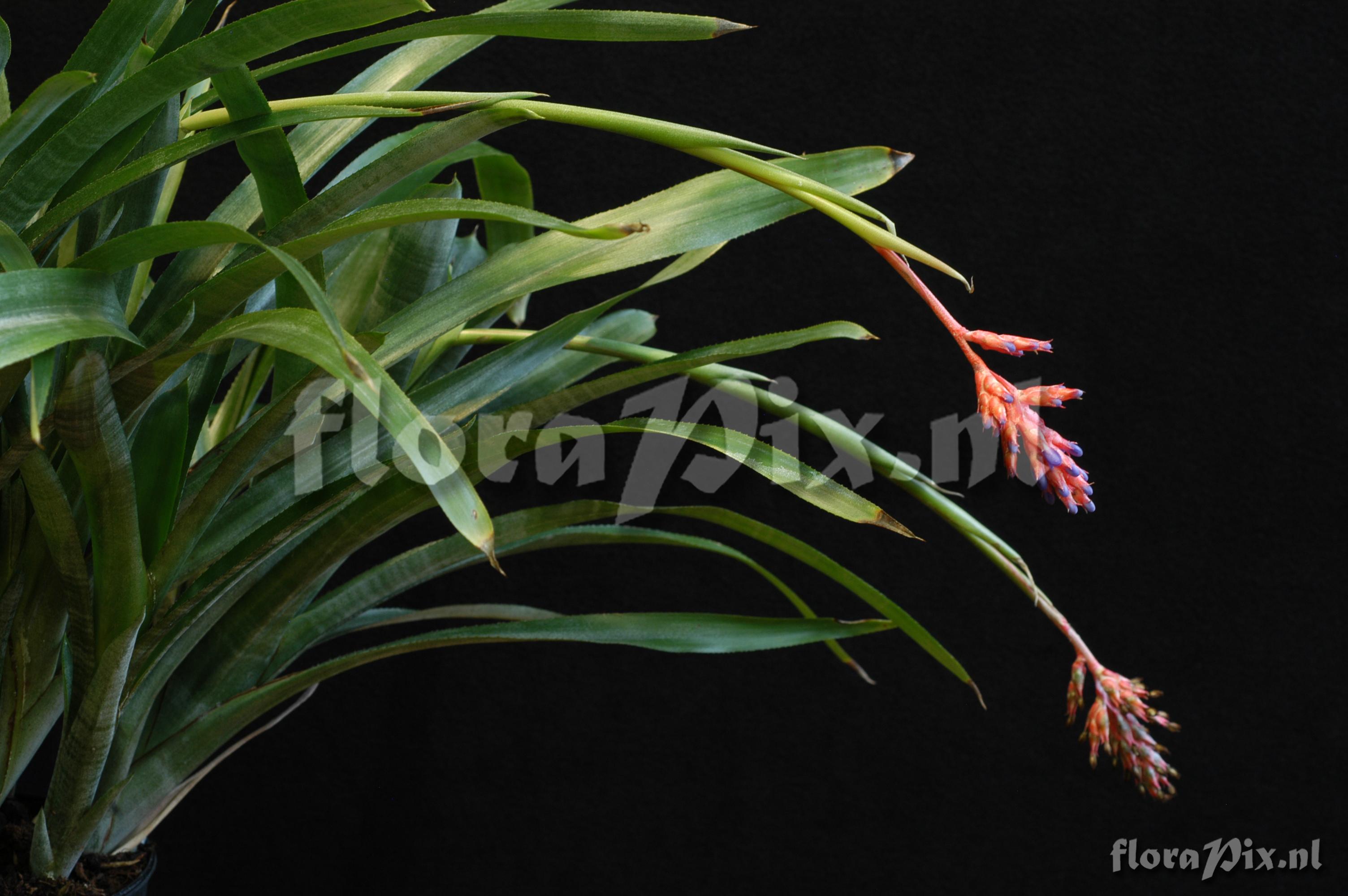 Aechmea wittmackiana