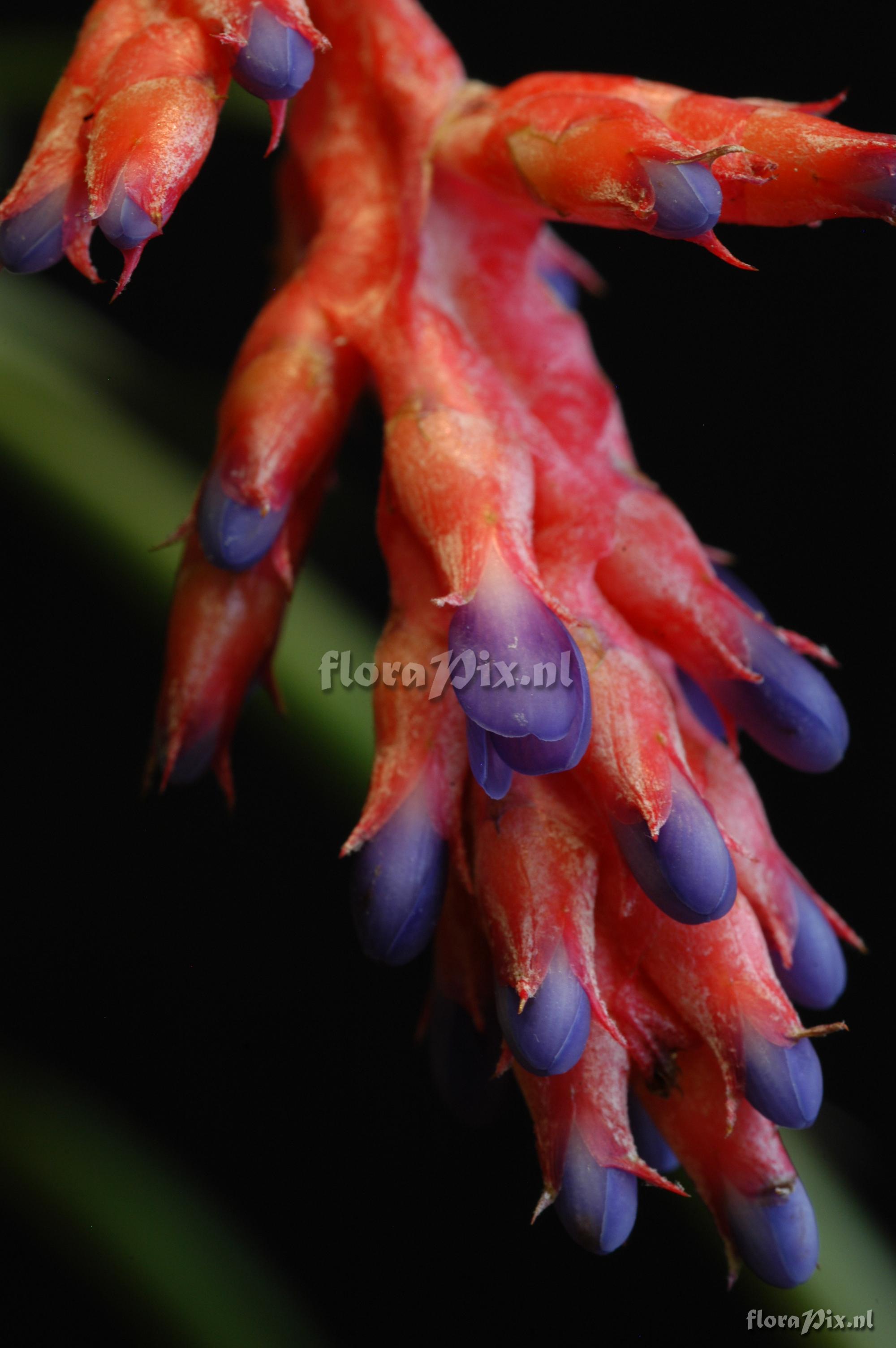 Aechmea wittmackiana