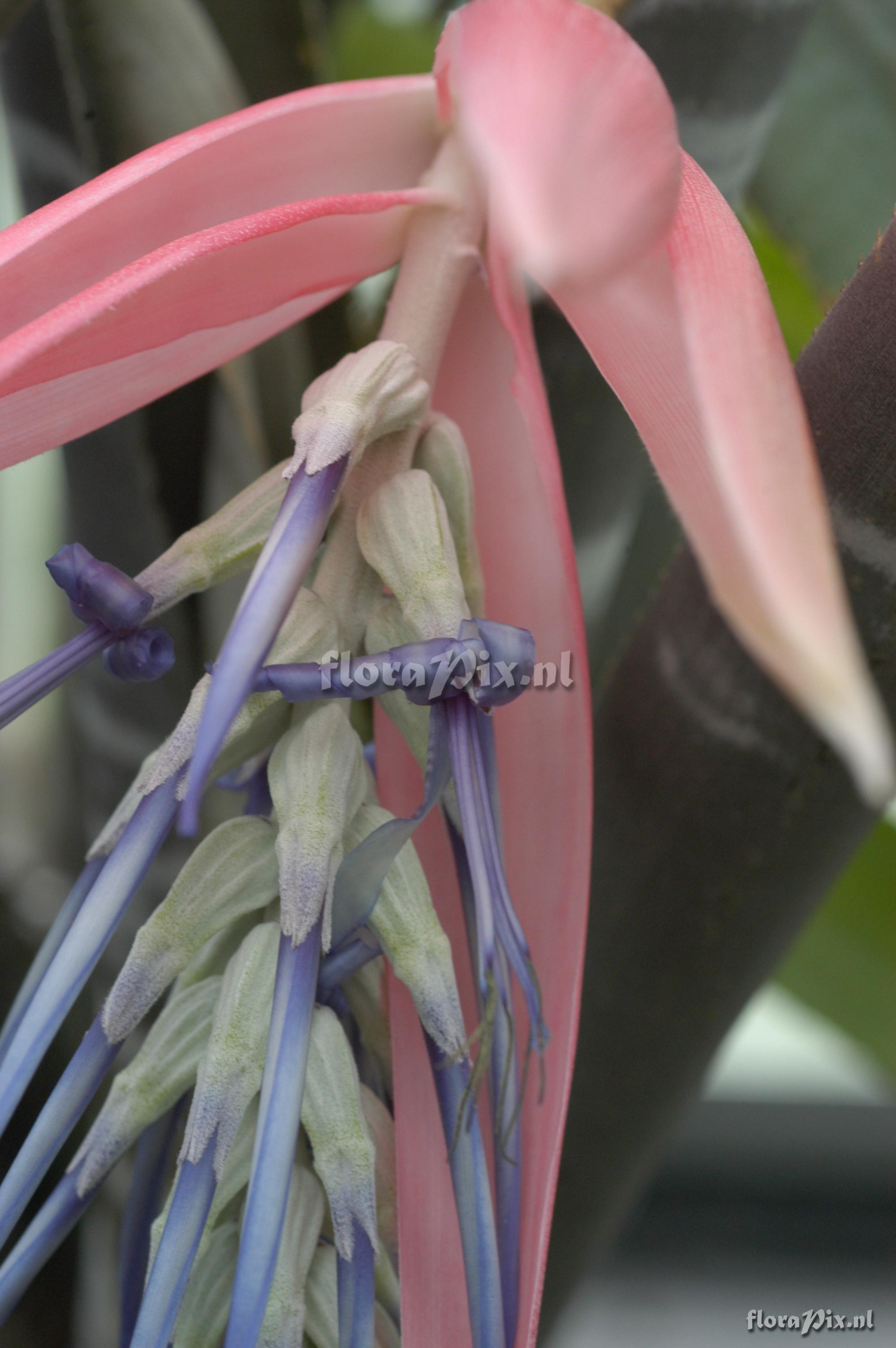 Billbergia aff. velascana