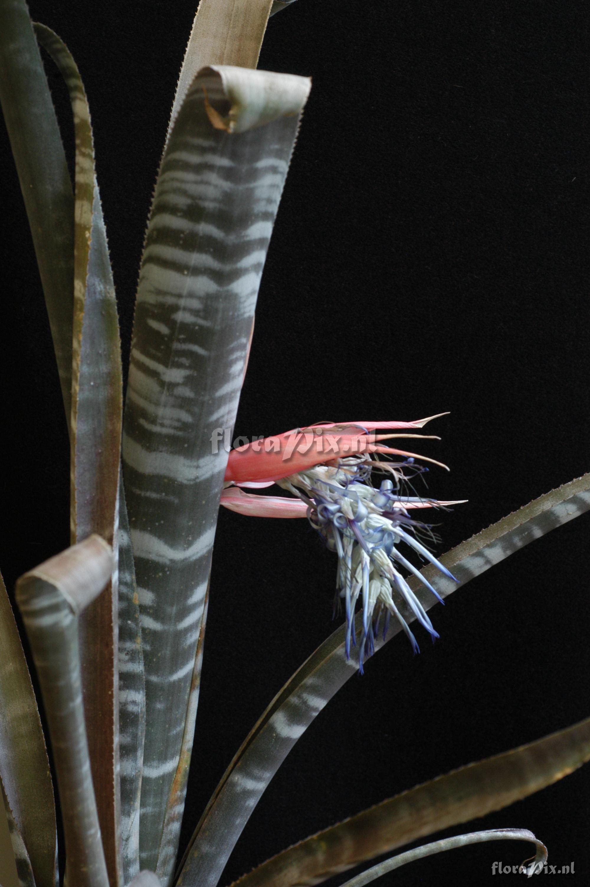 Billbergia aff. velascana