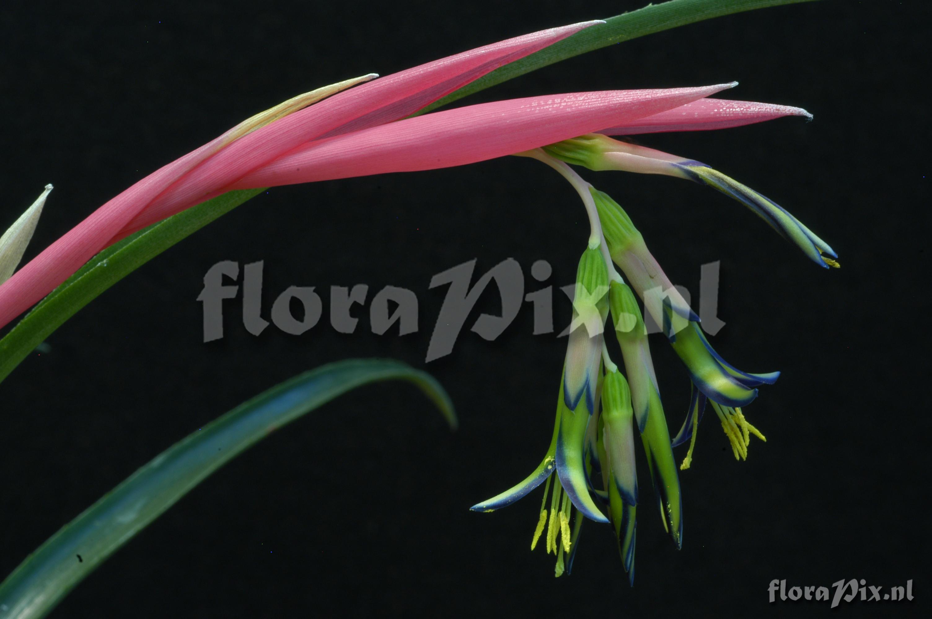 Billbergia nutans var. nutans