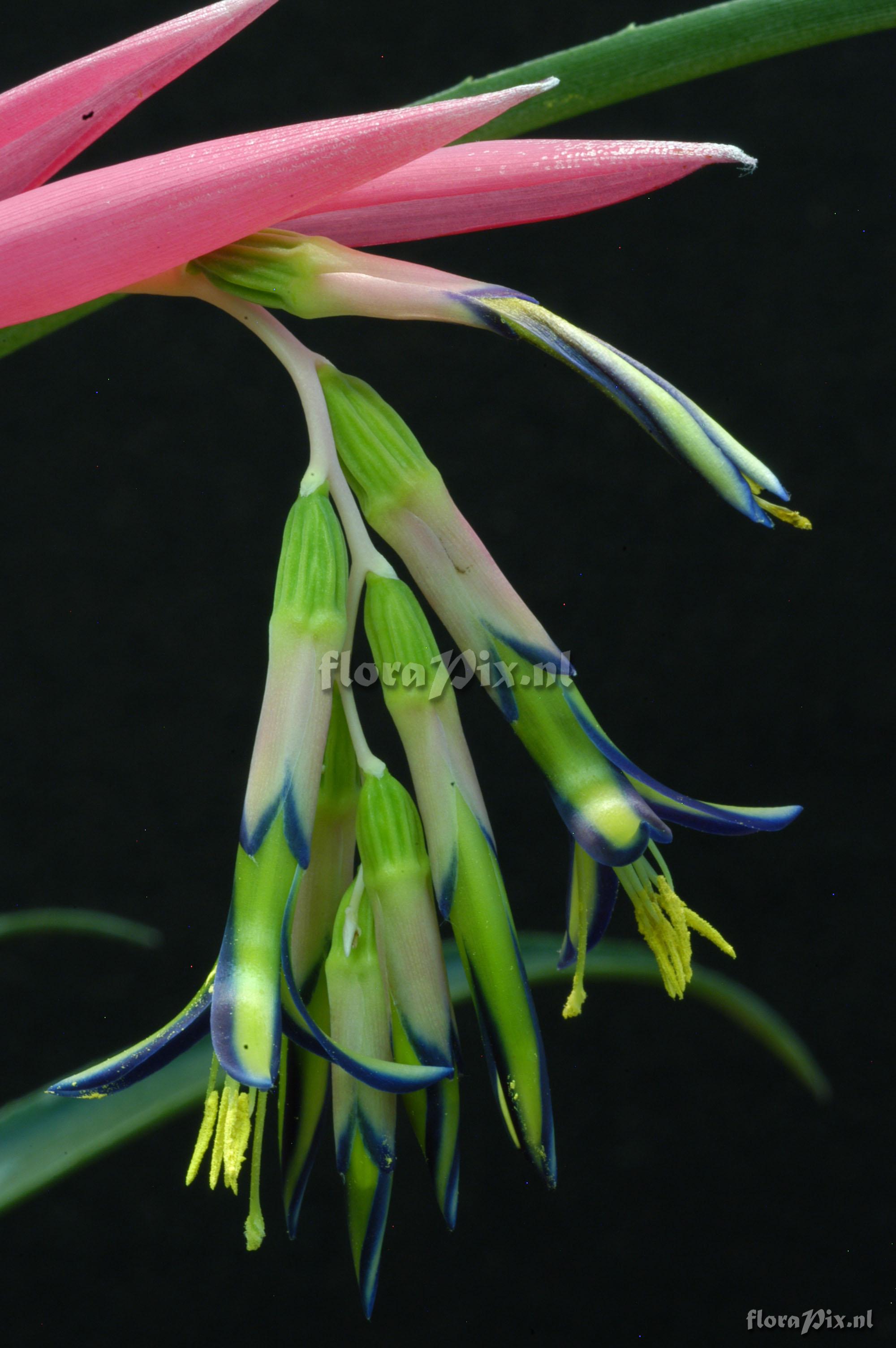 Billbergia nutans var. nutans