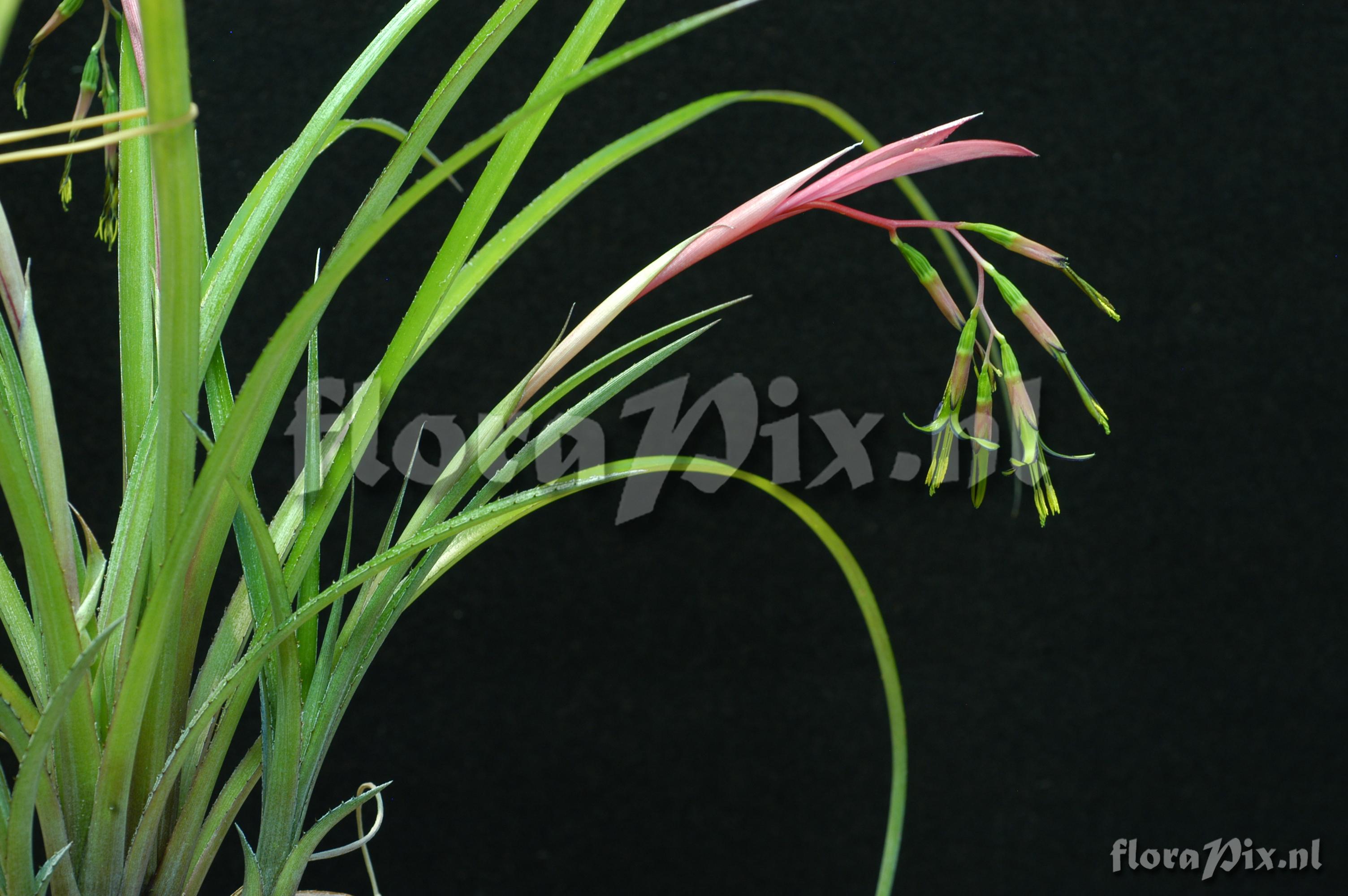 Billbergia nutans var. nutans