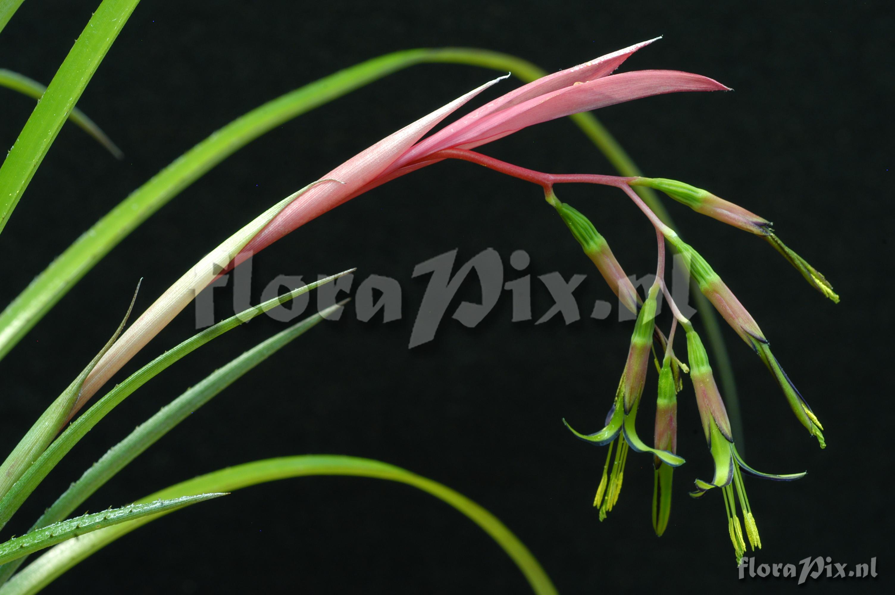 Billbergia nutans var. nutans