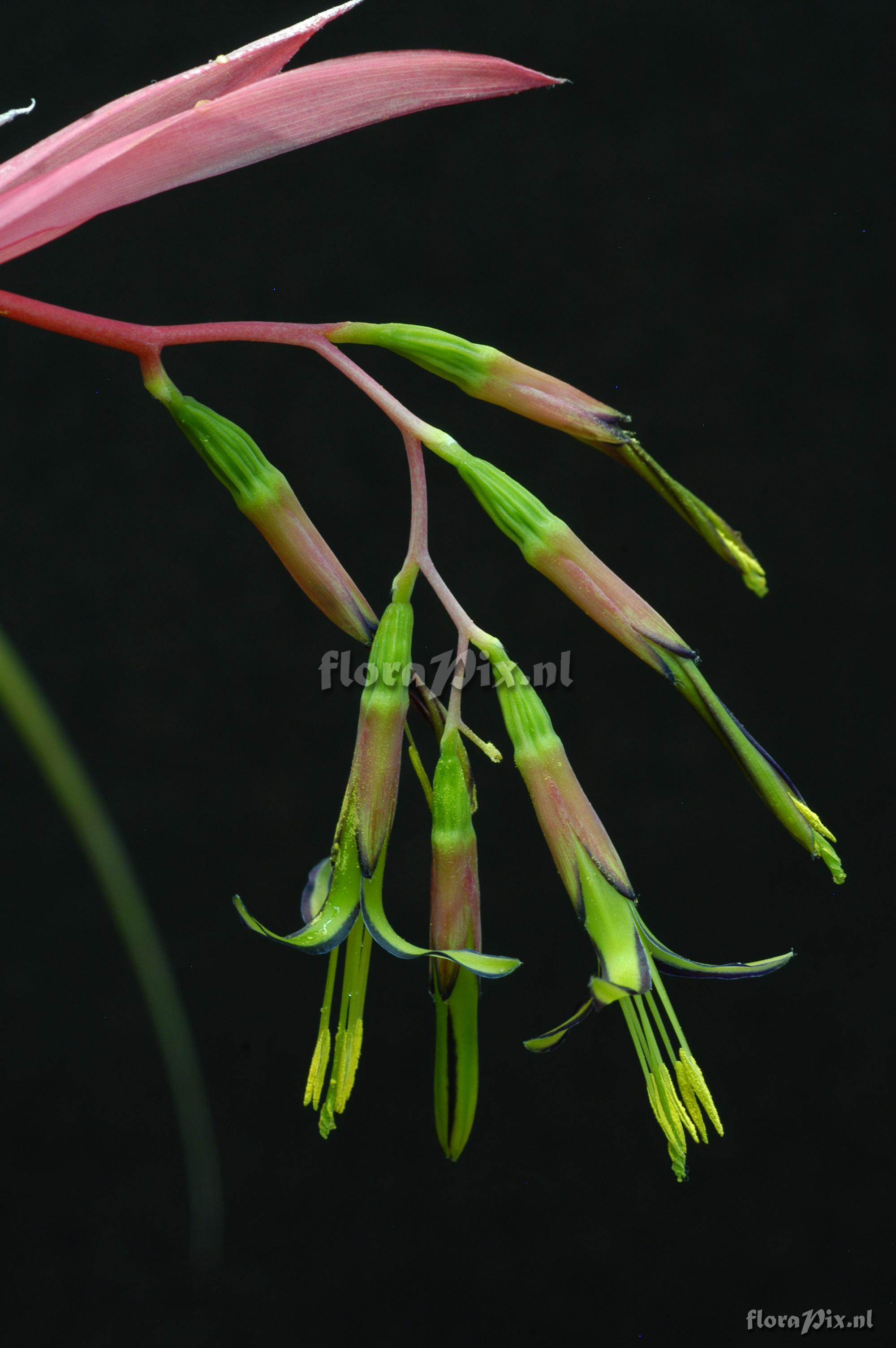 Billbergia nutans var. nutans