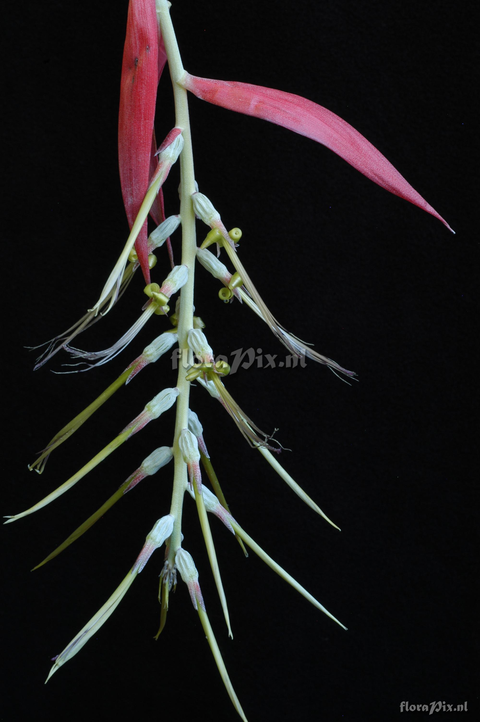 Billbergia violacea