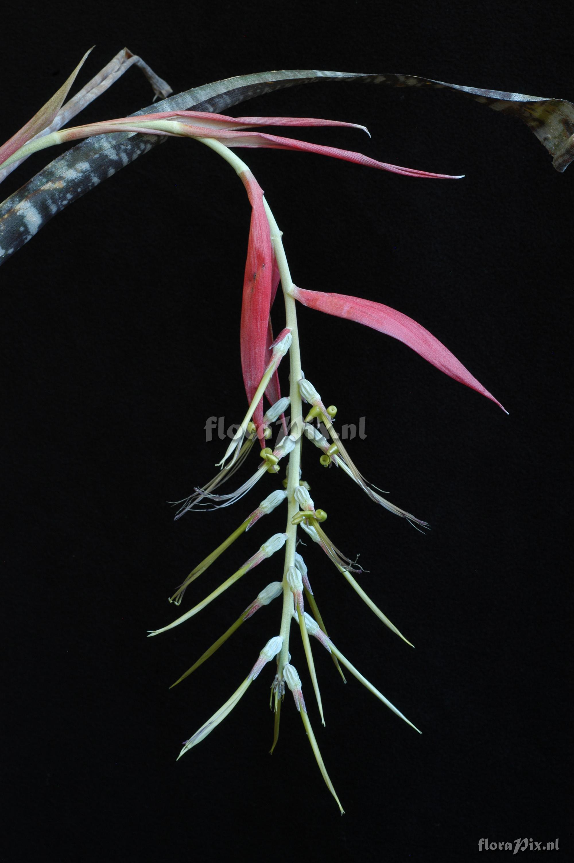 Billbergia violacea