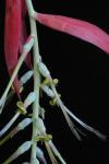 Billbergia violacea