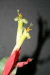 Billbergia leptopoda stamper