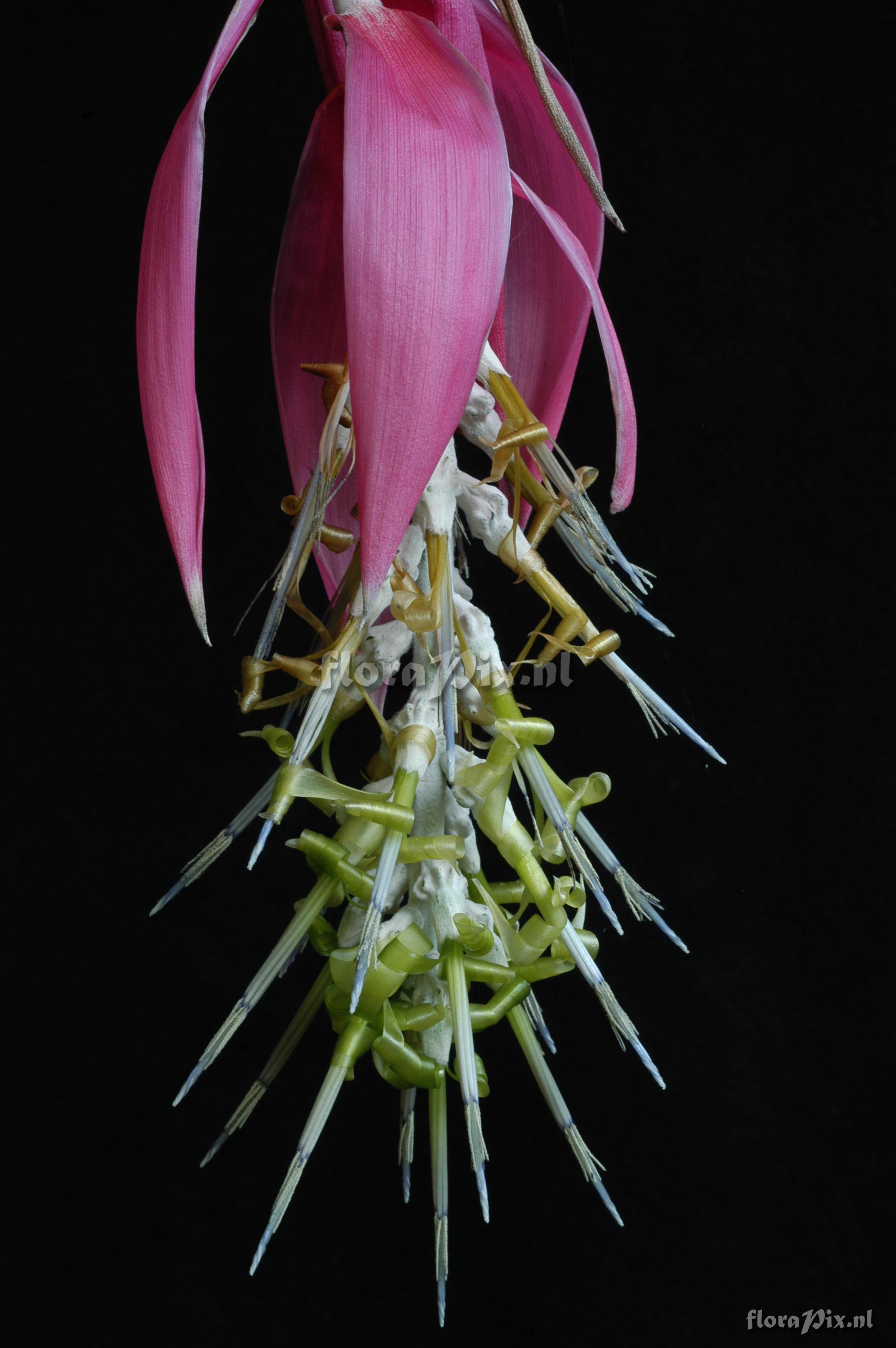 Billbergia zebrina