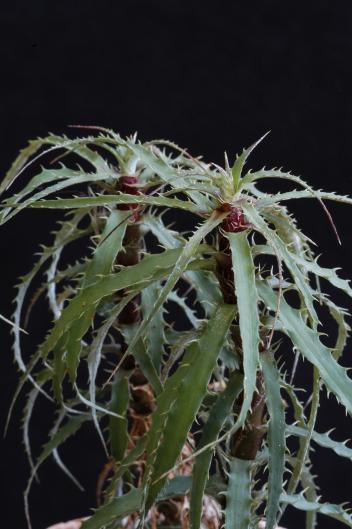 Cryptanthus microglazioui