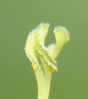 Billbergia leptopoda meeldraden