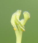 Billbergia leptopoda meeldraden