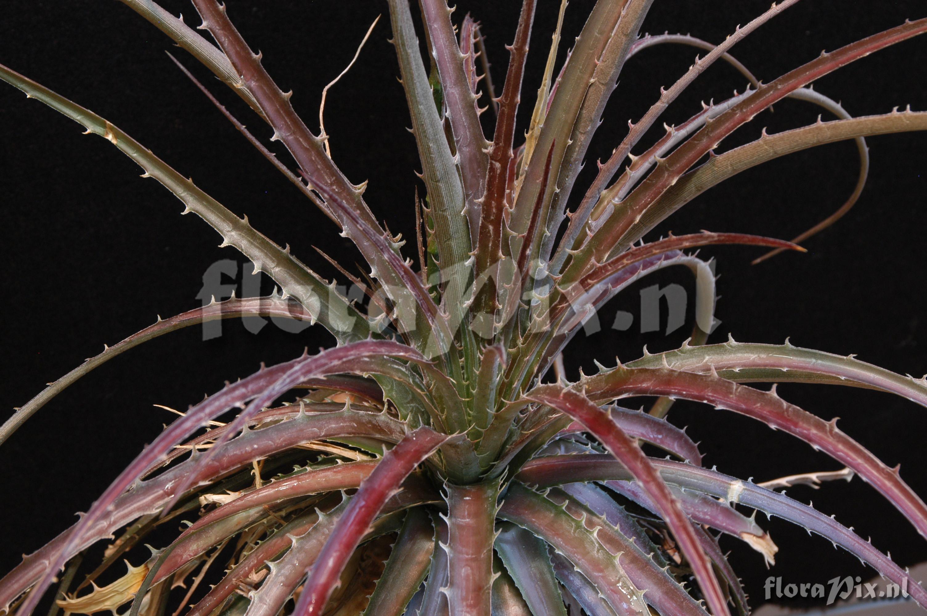 Dyckia milagrensis