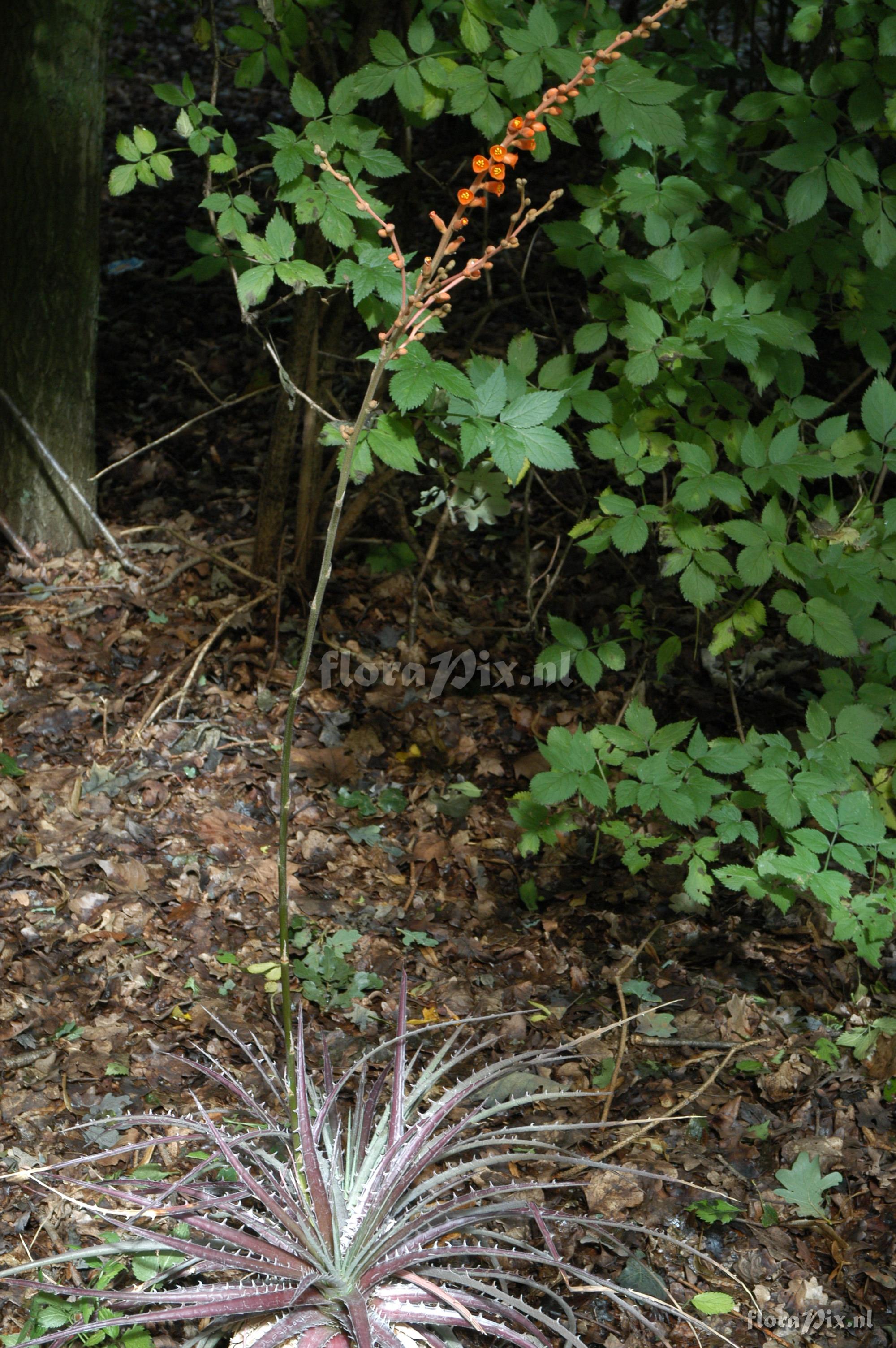 Dyckia milagrensis