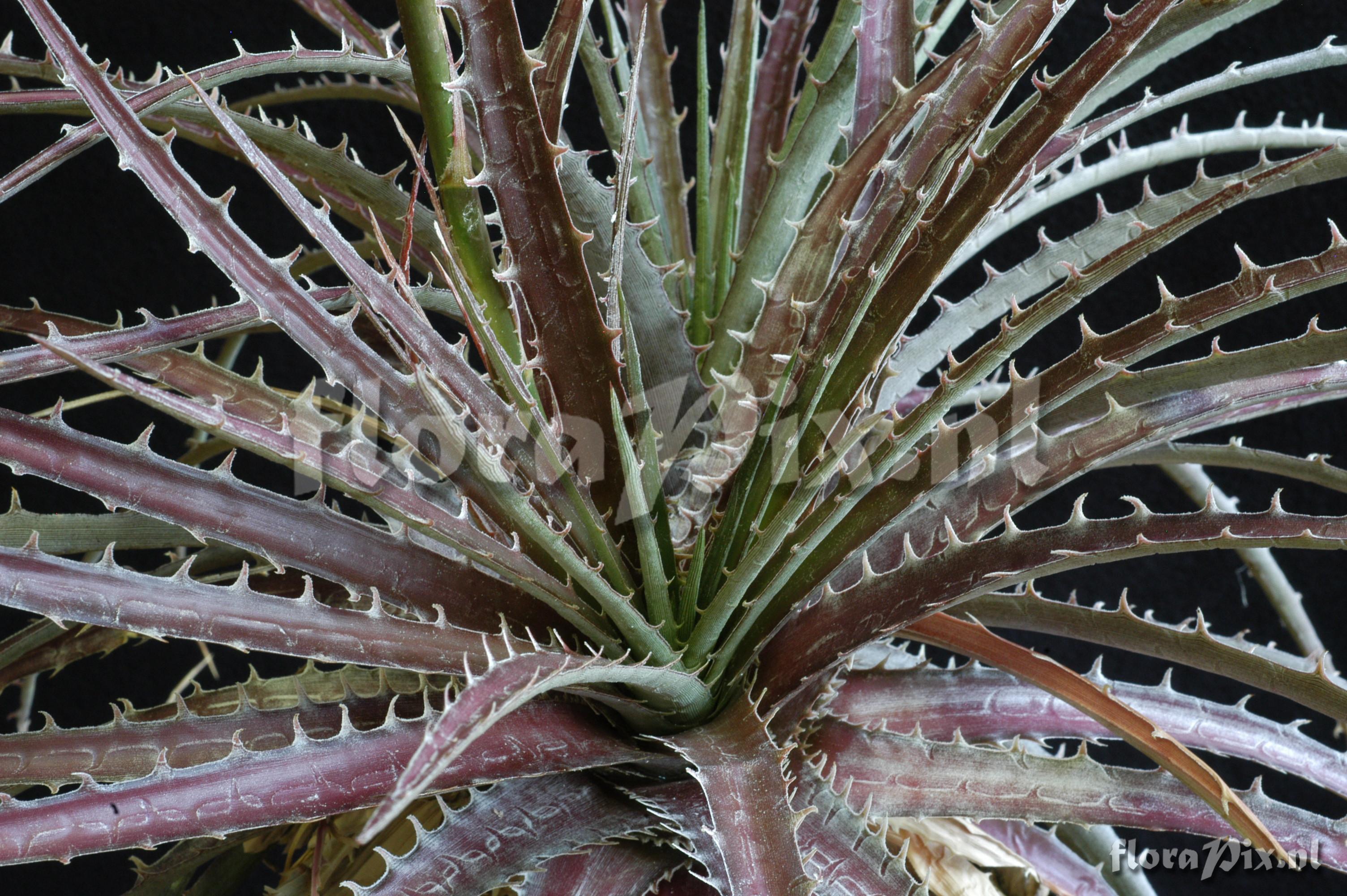 Dyckia milagrensis