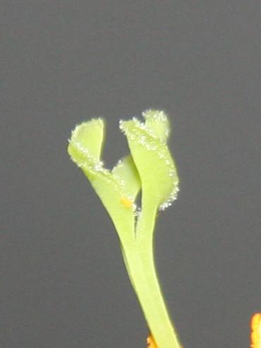 Billbergia leptopoda meeldraden