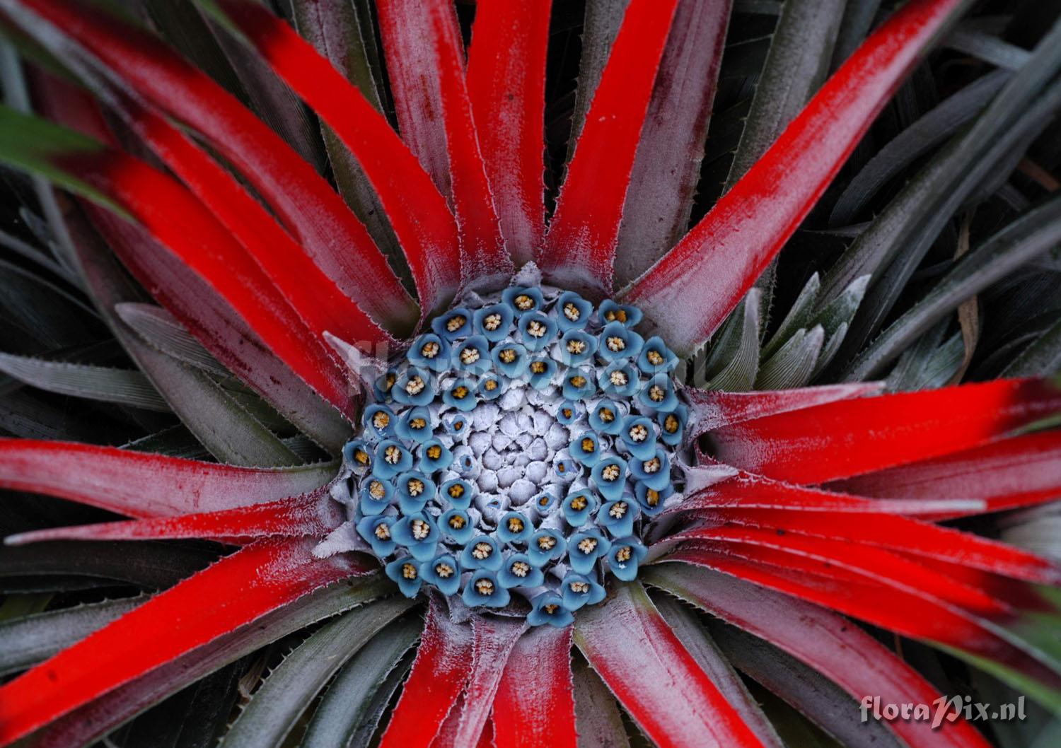 Aeonium canariense var.  palmense 1992HR32424