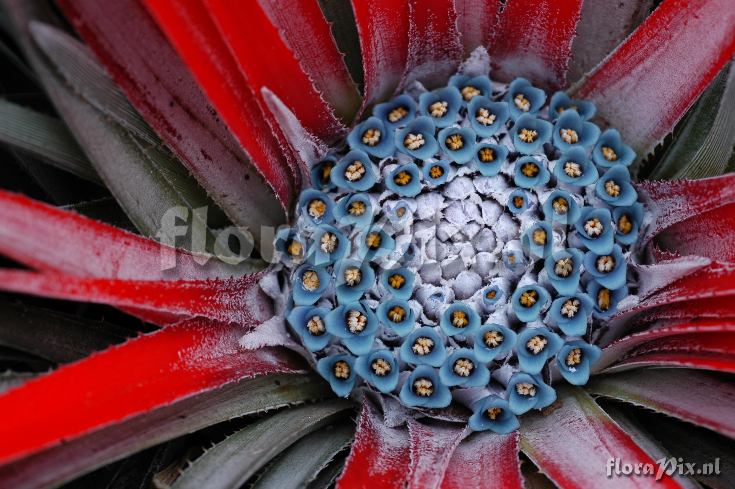 Fascicularia bicolor