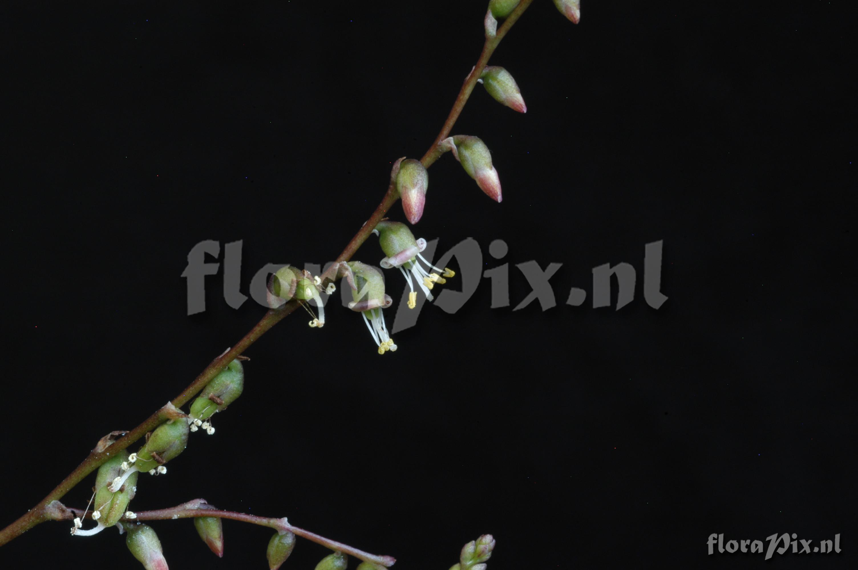 Fosterella rusbyi