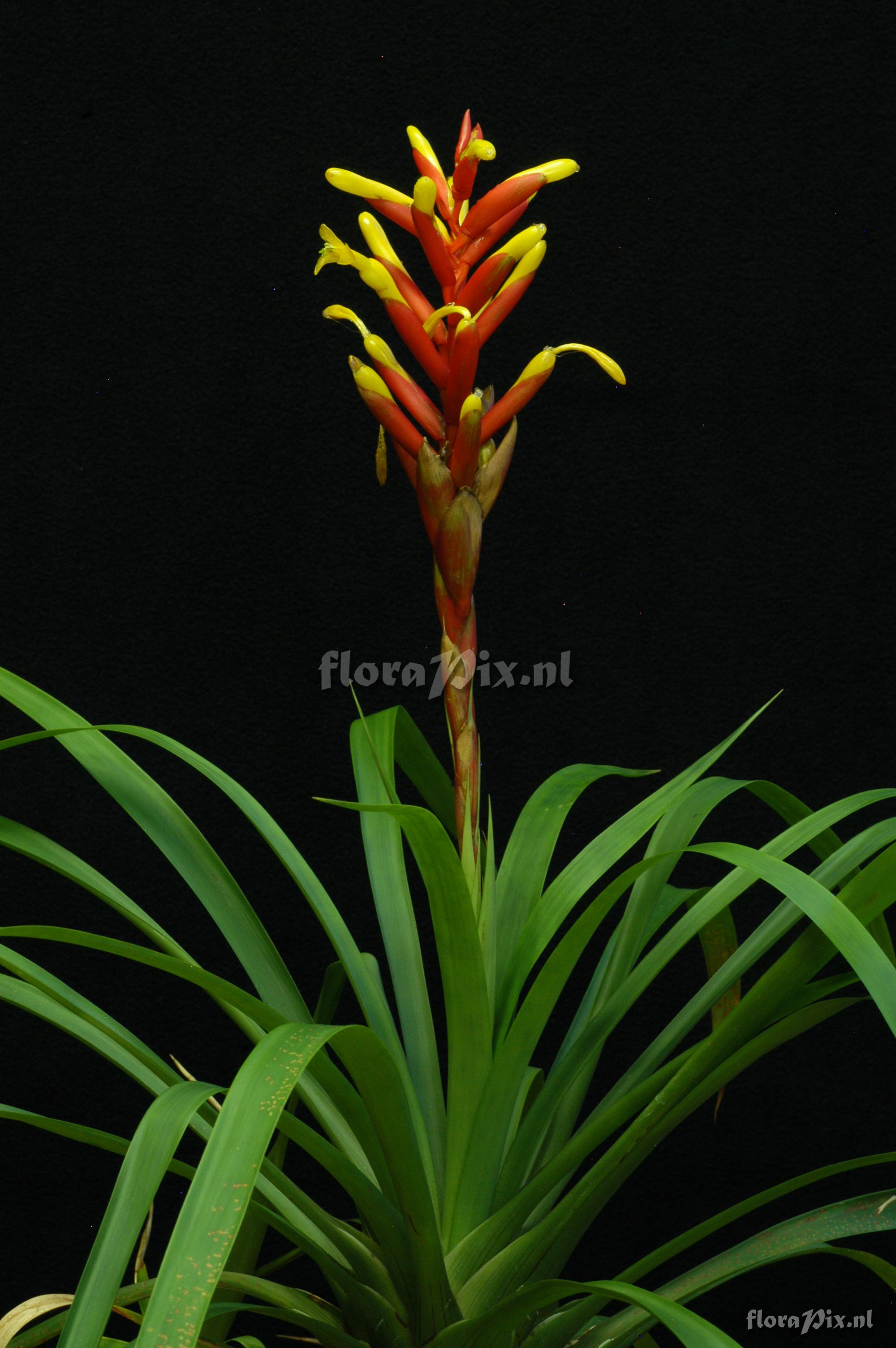 Guzmania x CV.