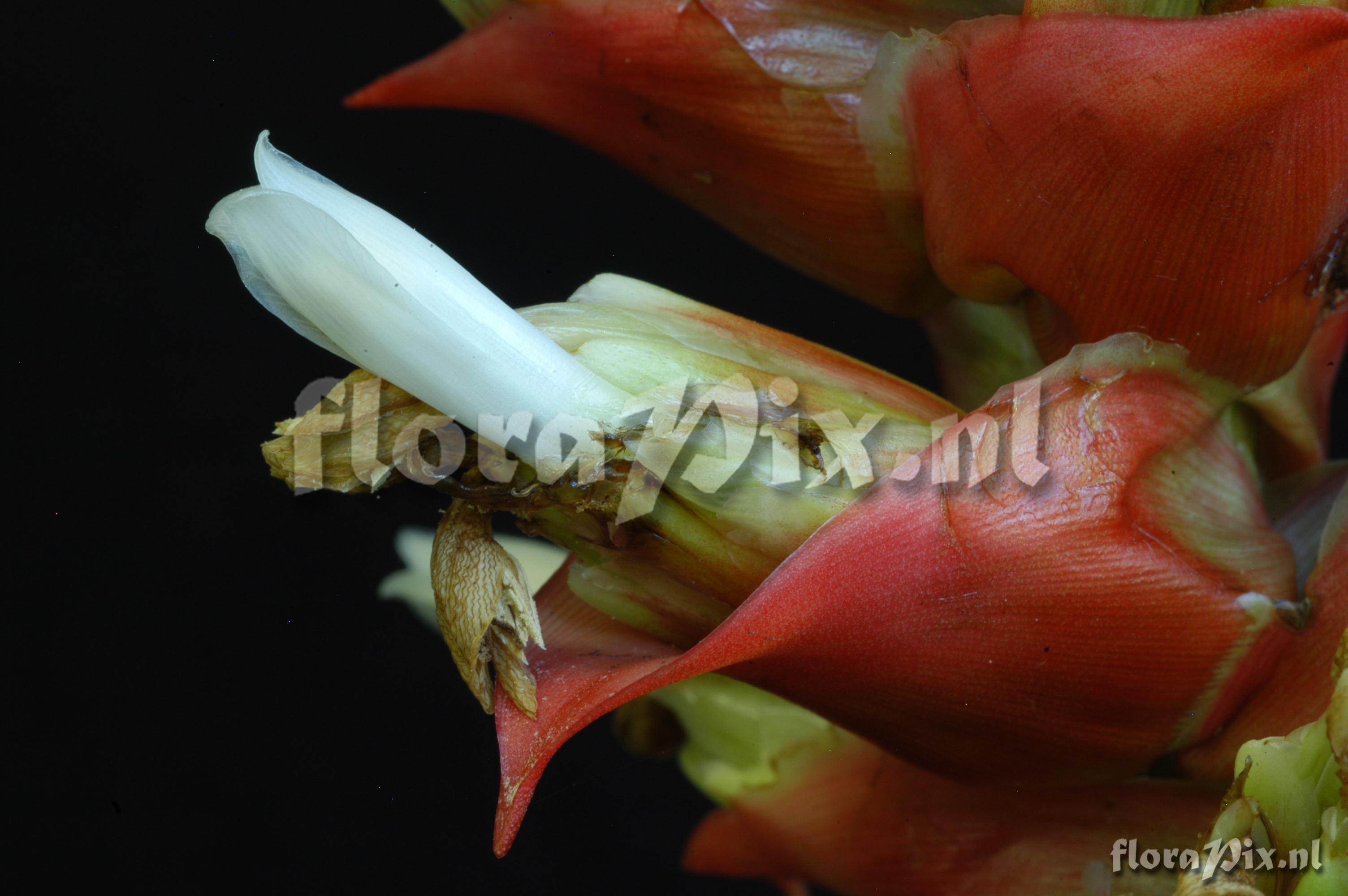 Guzmania variegata