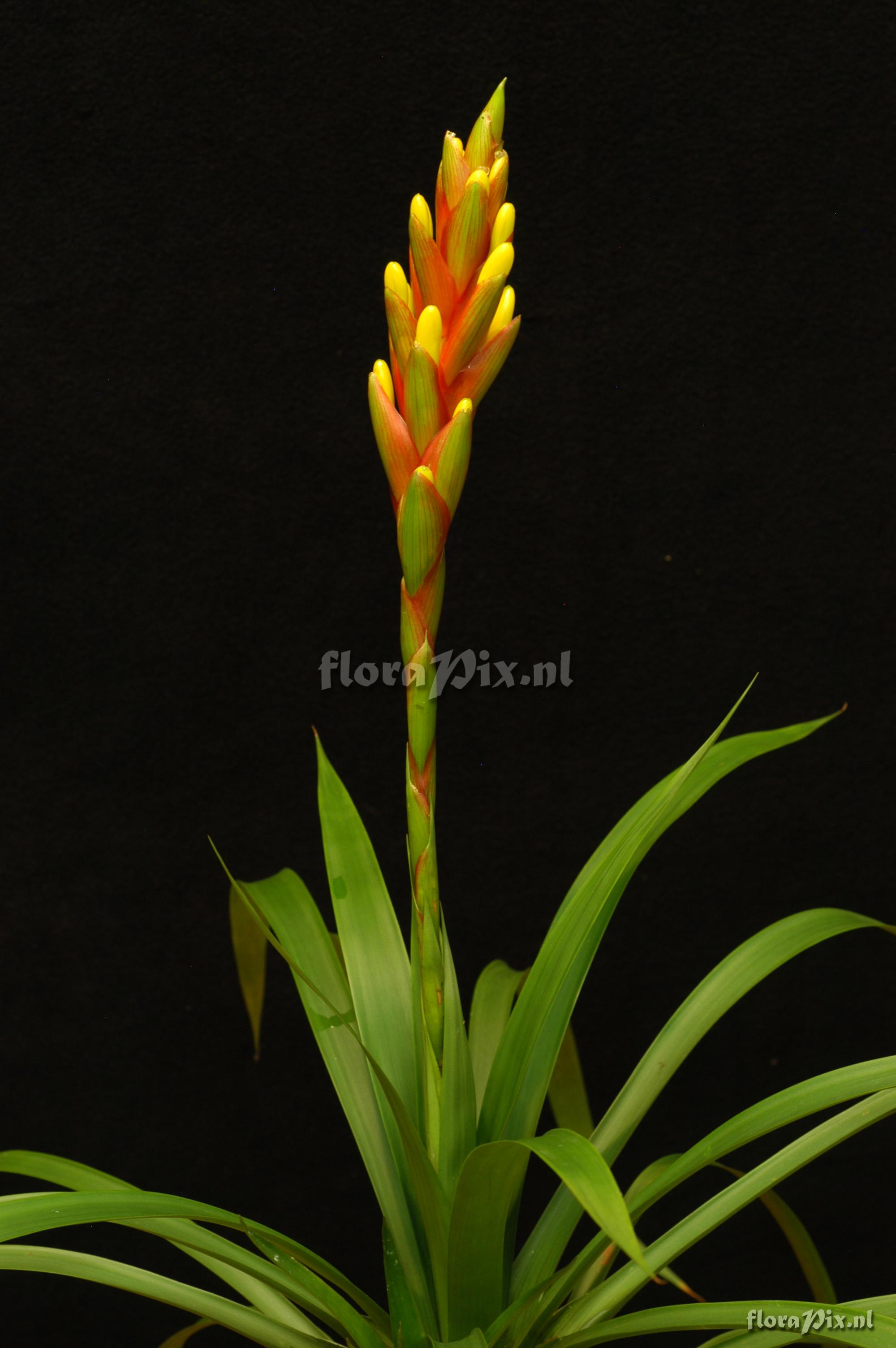 Guzmania x CV.