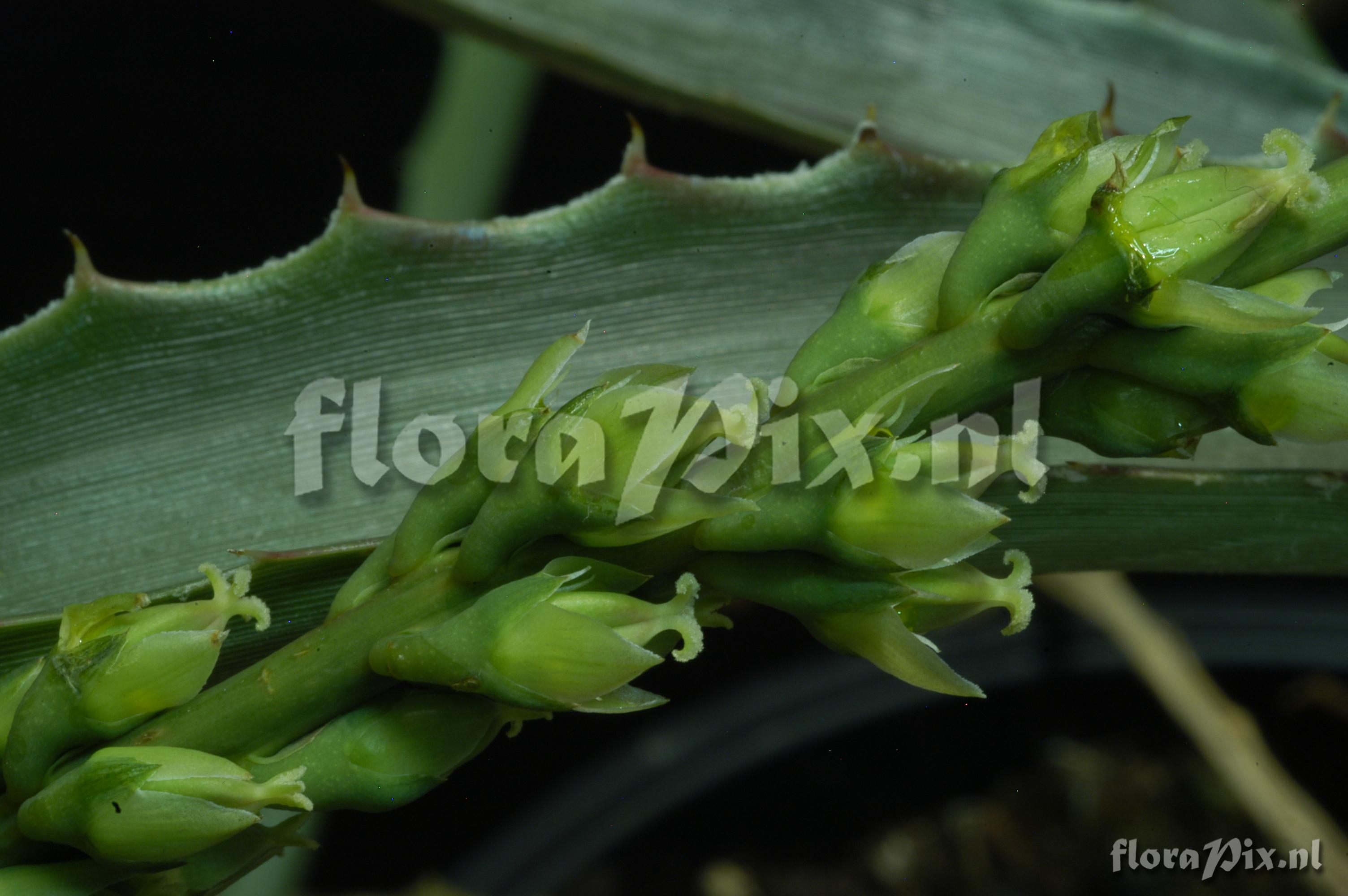 Hechtia carlsoniae