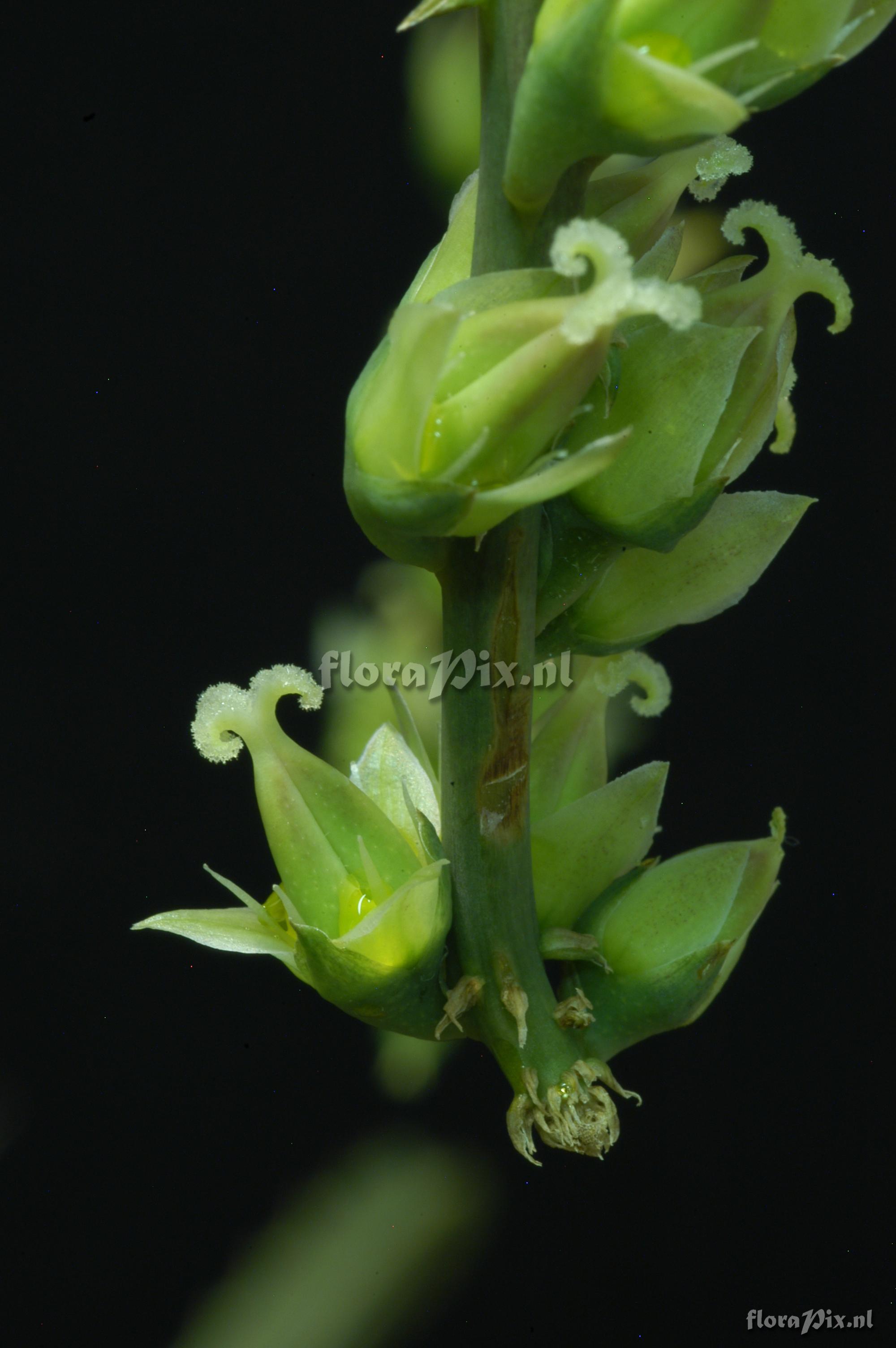 Hechtia carlsoniae