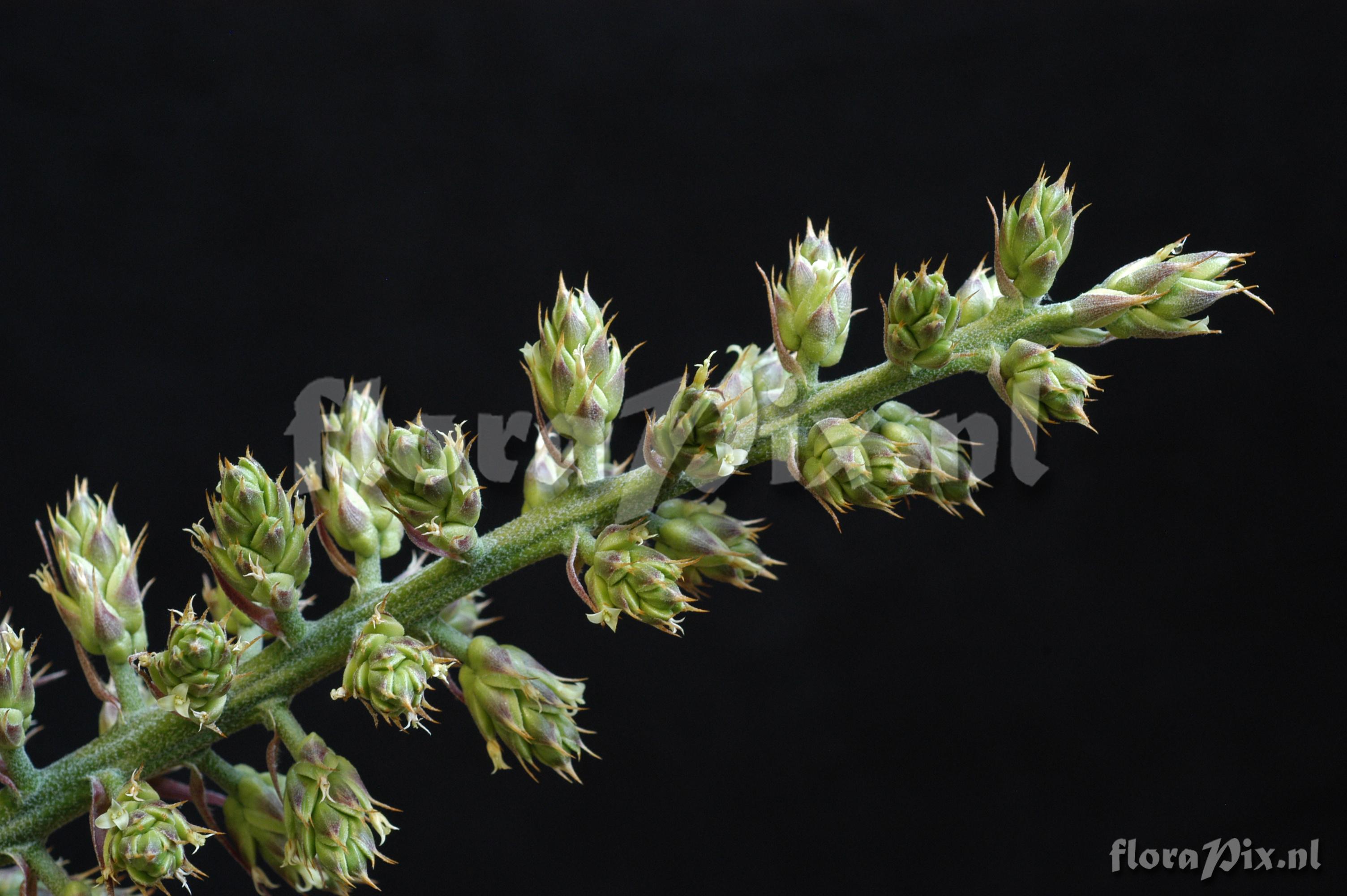 Hohenbergia penduliflora