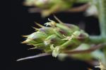 Hohenbergia penduliflora