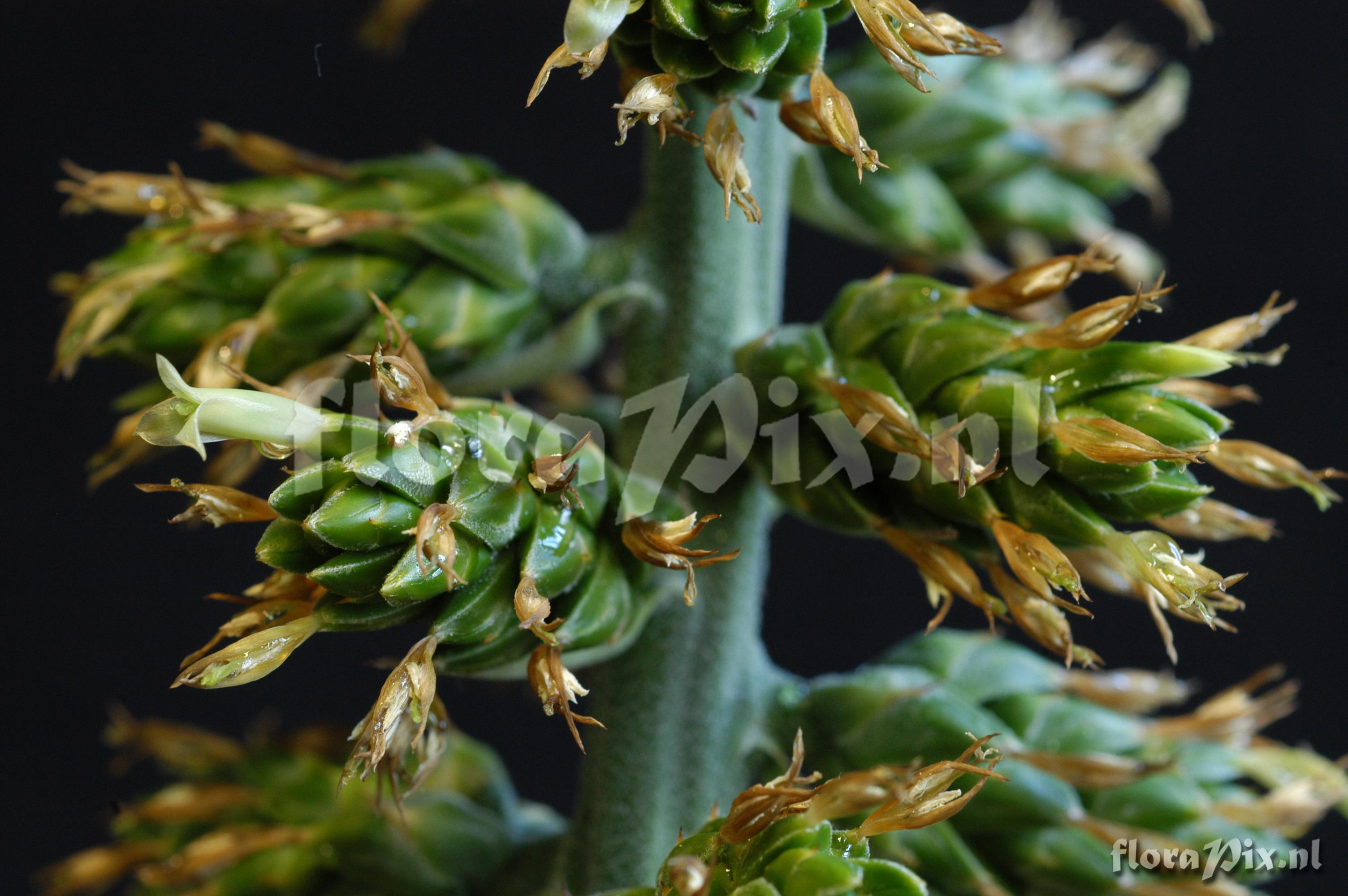 Hohenbergia penduliflora