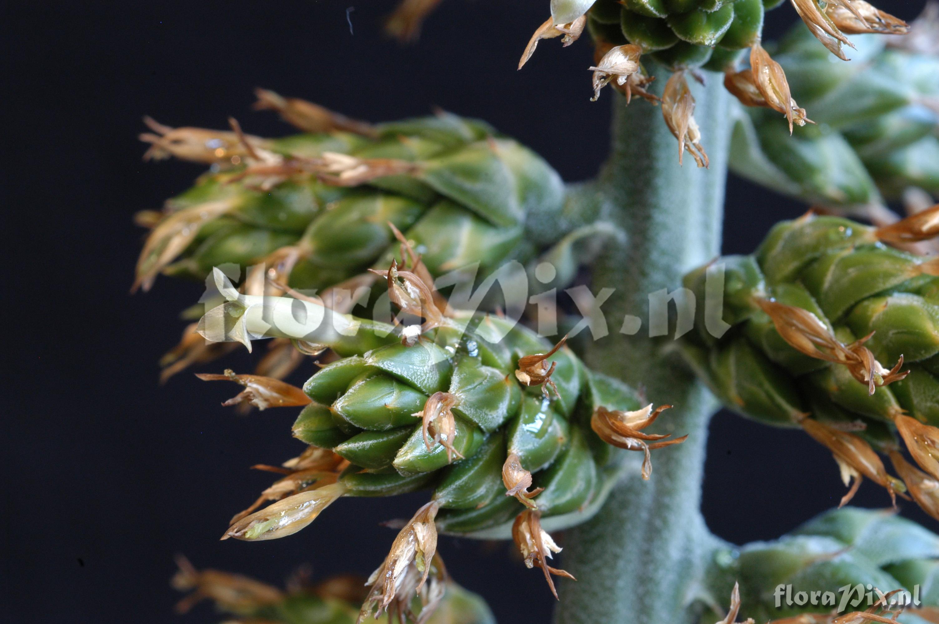 Hohenbergia penduliflora