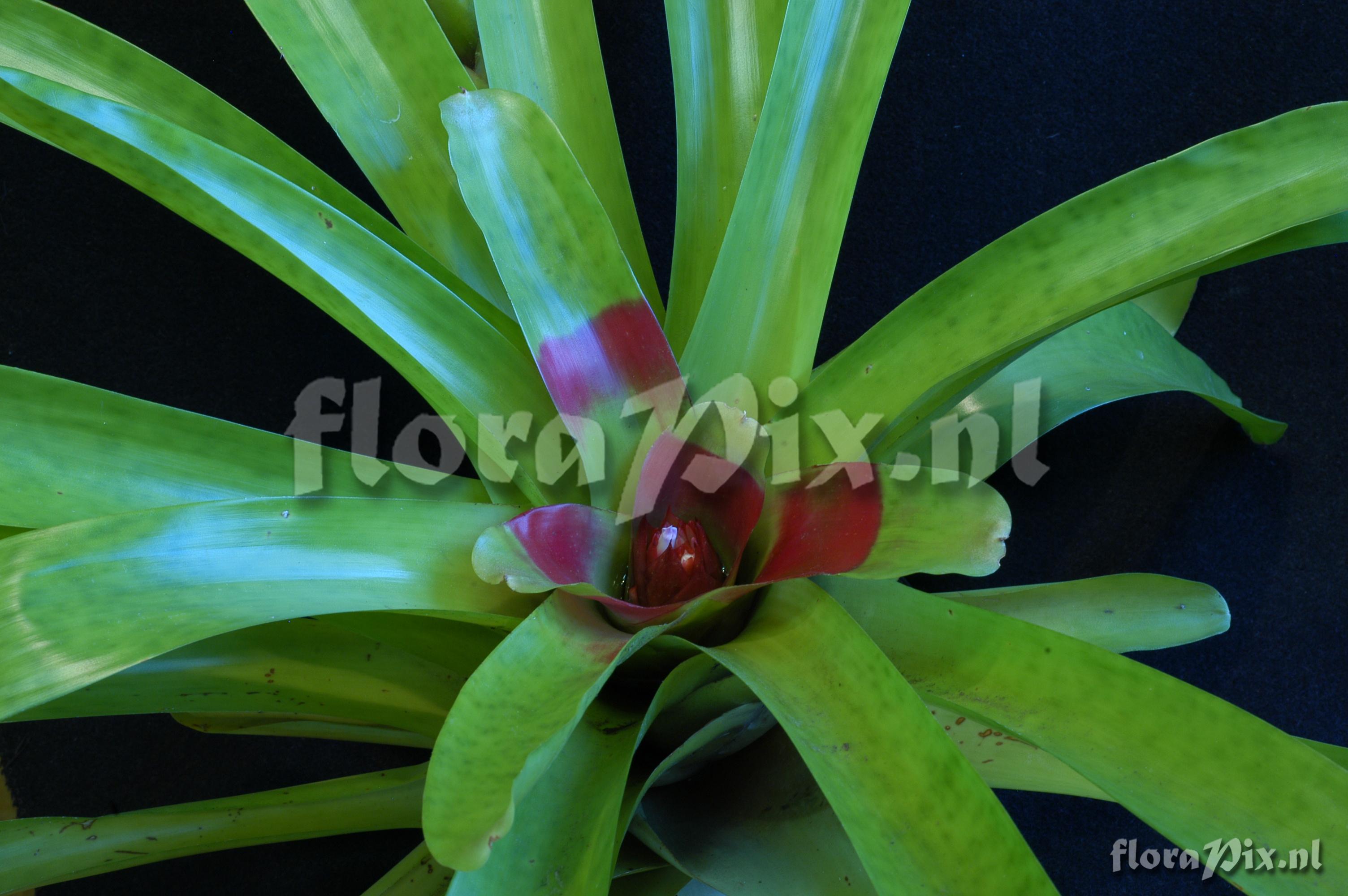 Neoregelia macwilliamsii