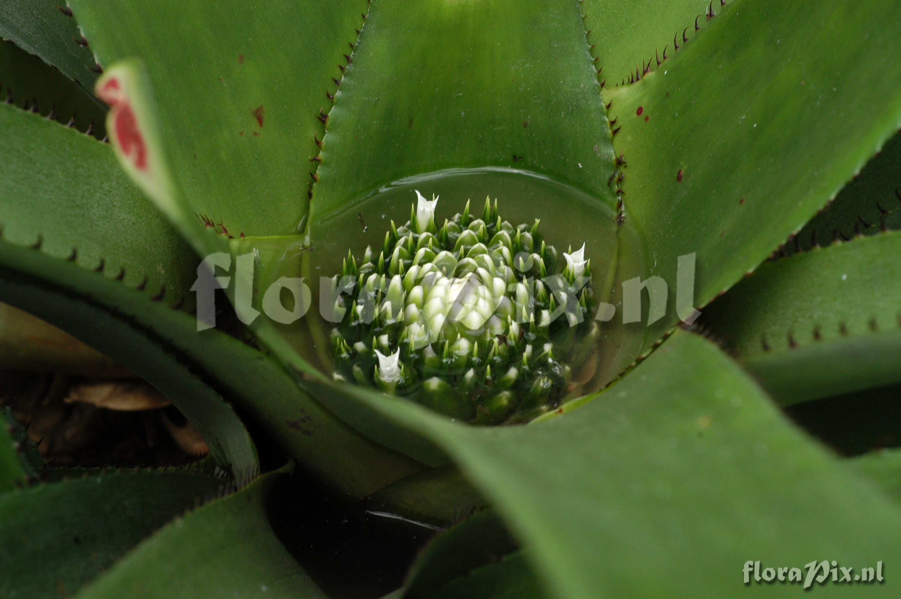 Neoregelia spec.