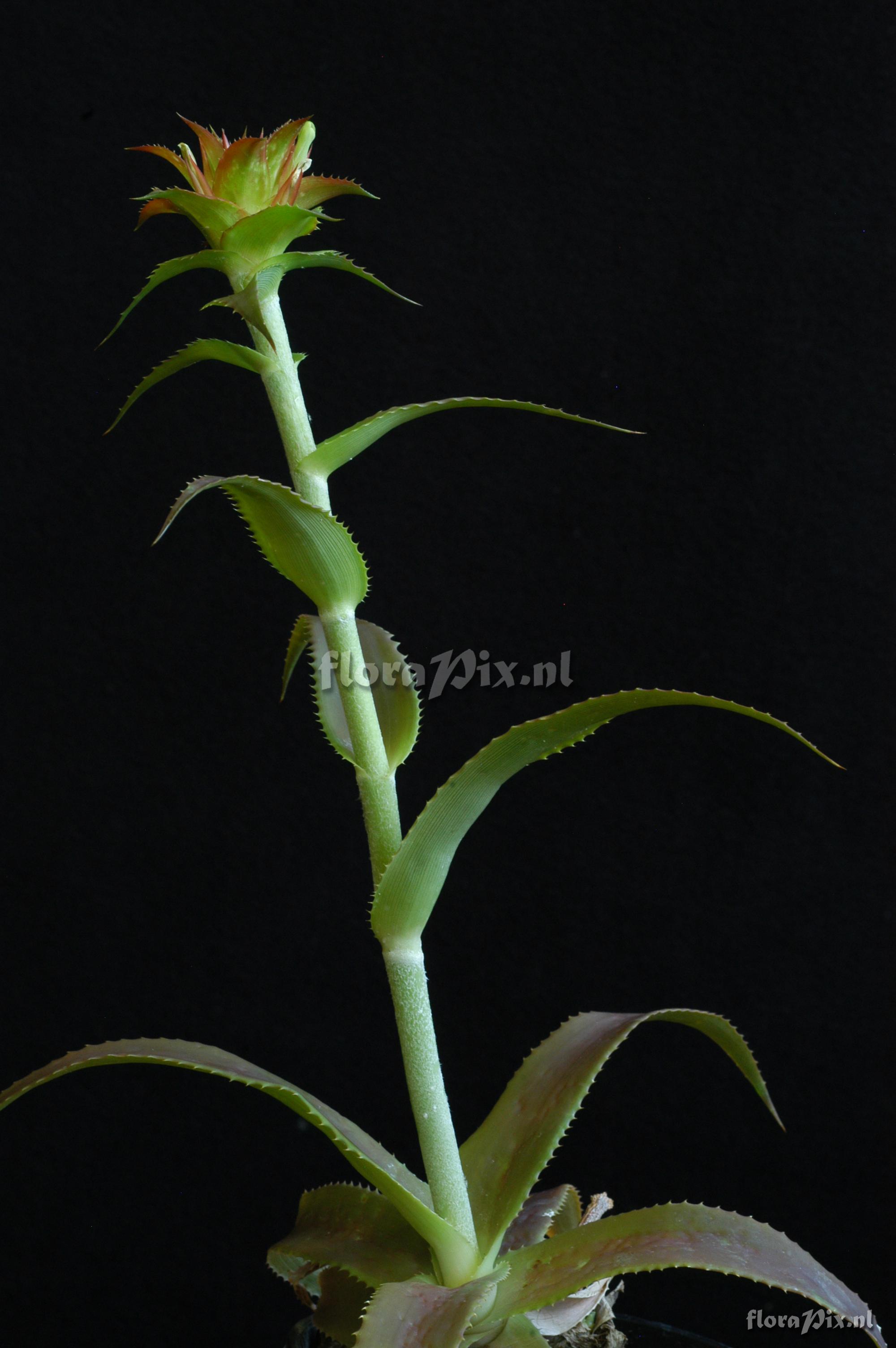 Orthophytum sucrei