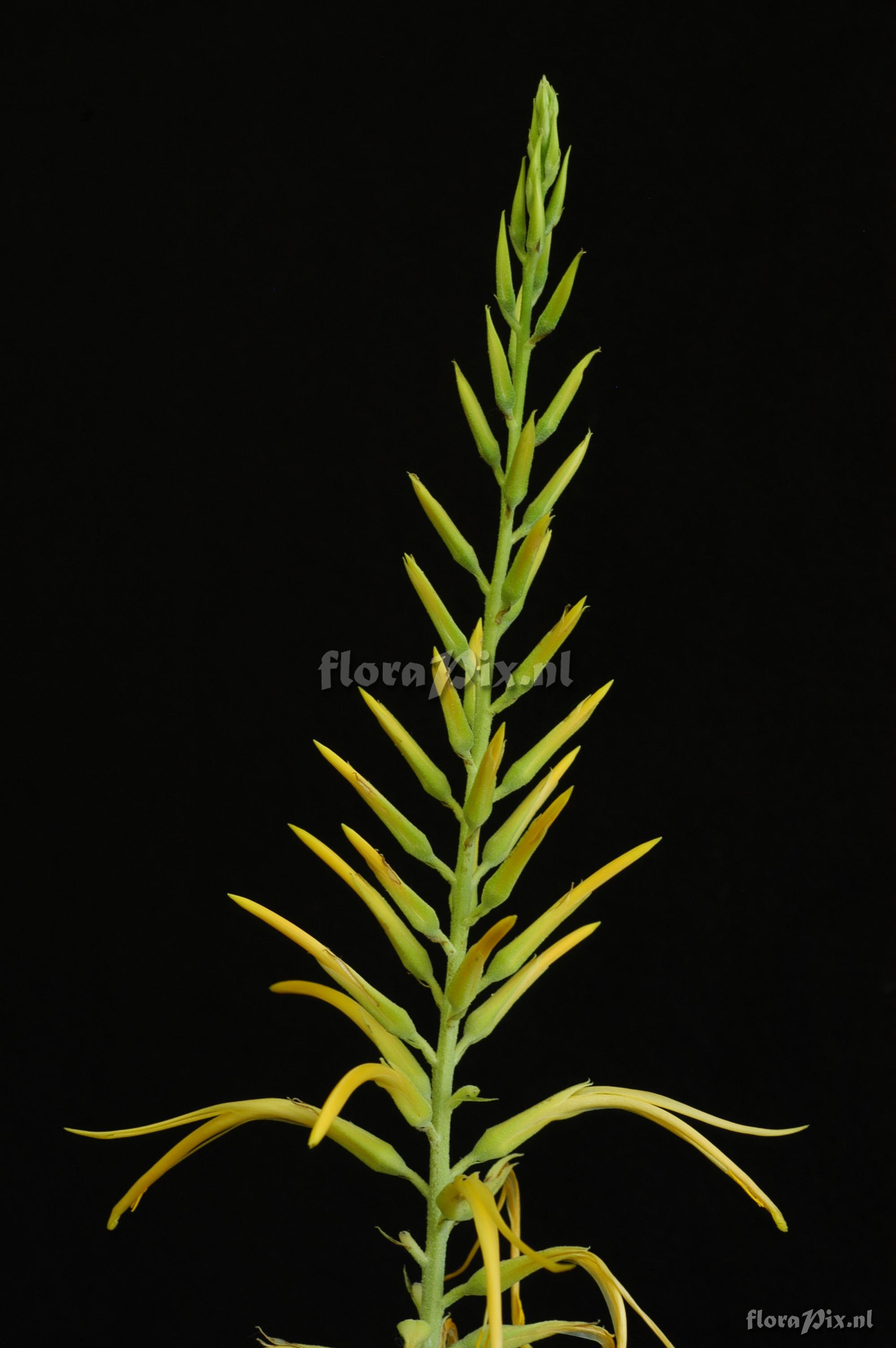 Pitcairnia aff. amblyosperma