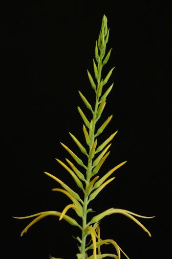 Pitcairnia aff. amblyosperma
