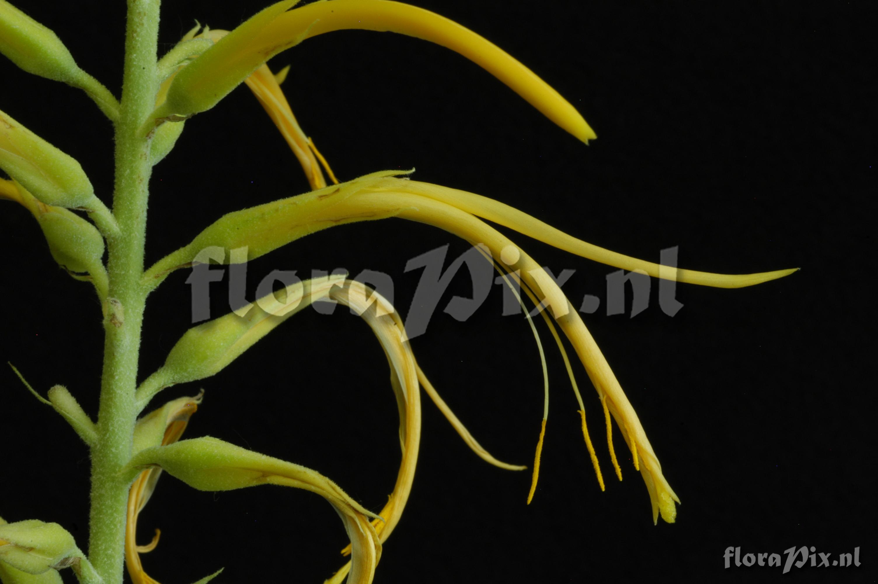 Pitcairnia aff. amblyosperma